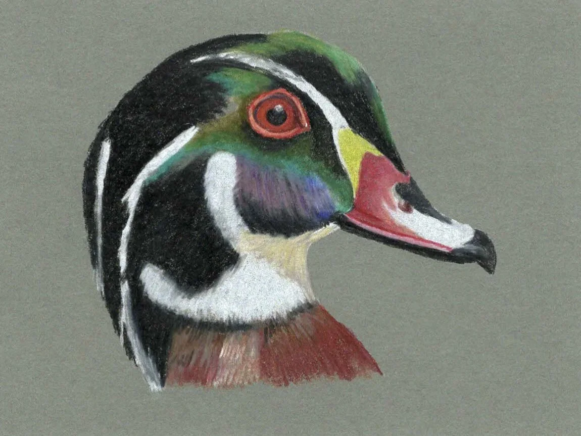 Jordan Silvia, Wood Duck, 2023, Colored pencil on paper, 8 x 10 inches, $100