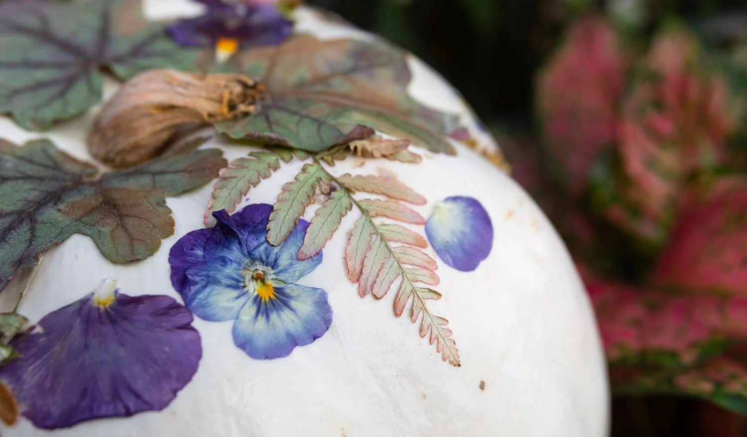 21FW_Blog-featured-image_closeup-of-pressed-flower-pumpkin.jpg