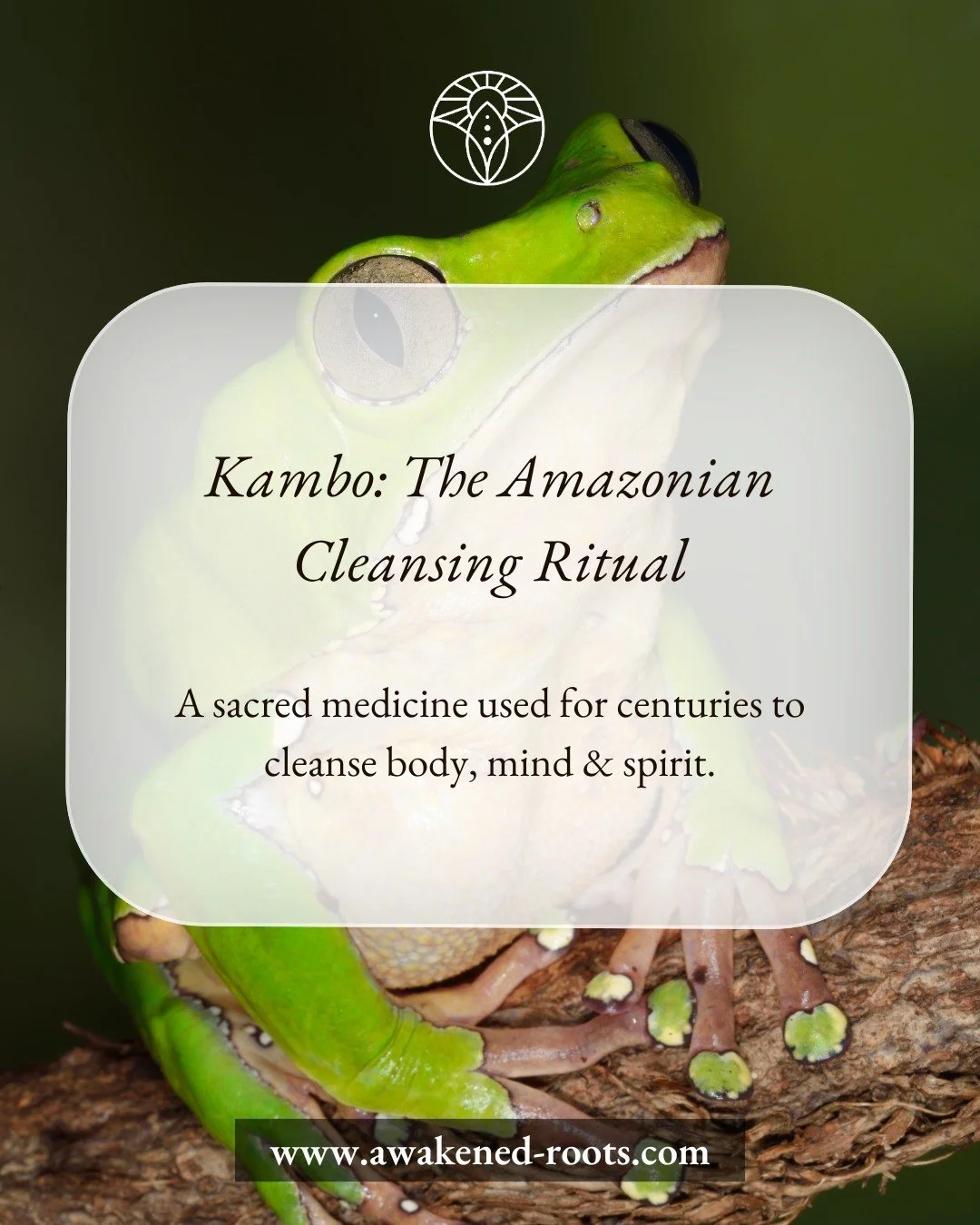 Kambo is more than a detox &mdash; it&rsquo;s a sacred ceremony of release and renewal.

Benefits of Kambo:

&bull; Detoxification &ndash; Cleanses toxins and supports cellular health
&bull; Immune support &ndash; Strengthens natural defenses
&bull; 