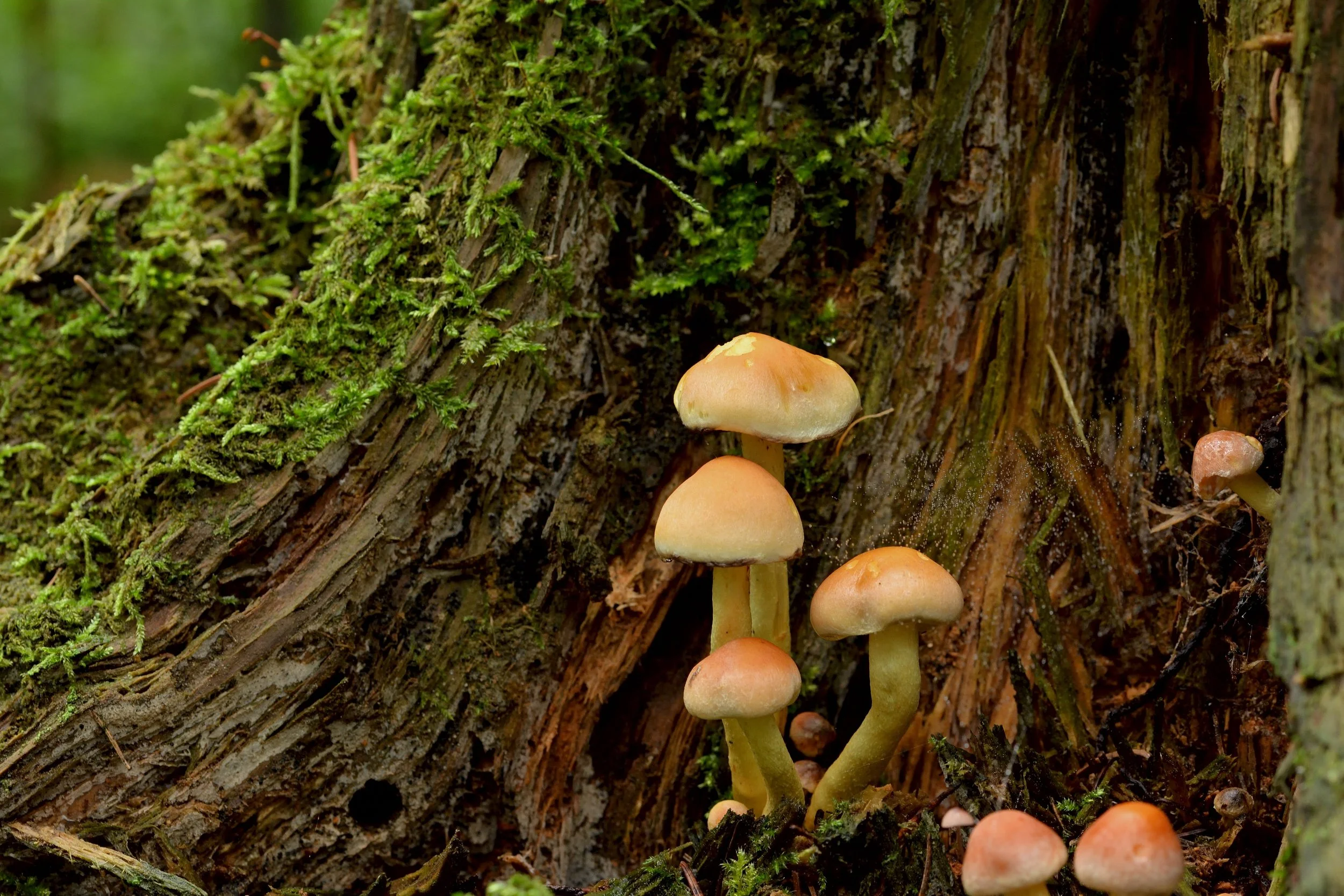 jggrz-mushrooms-7771387.jpg