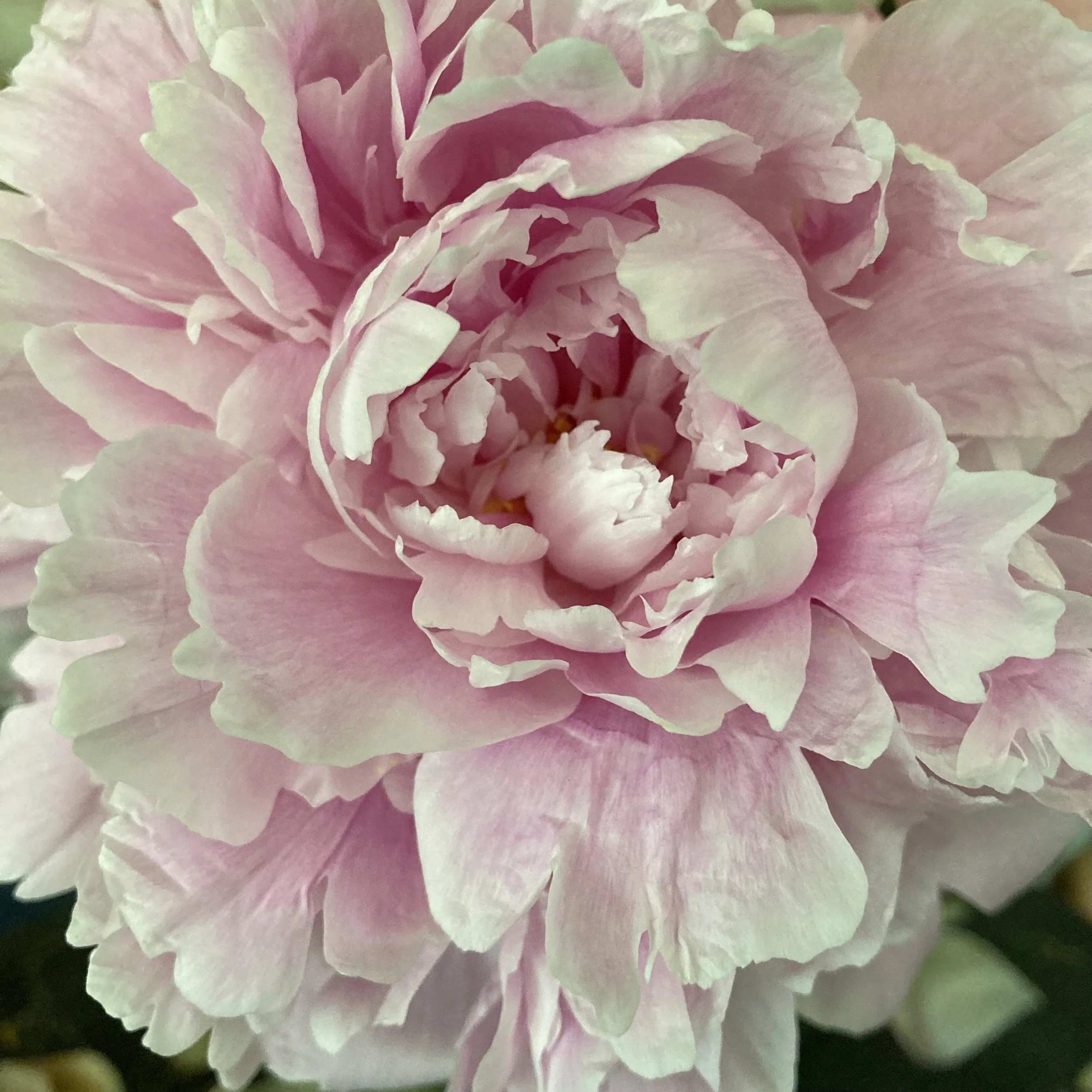 New Moon Juneteenth Yogurt