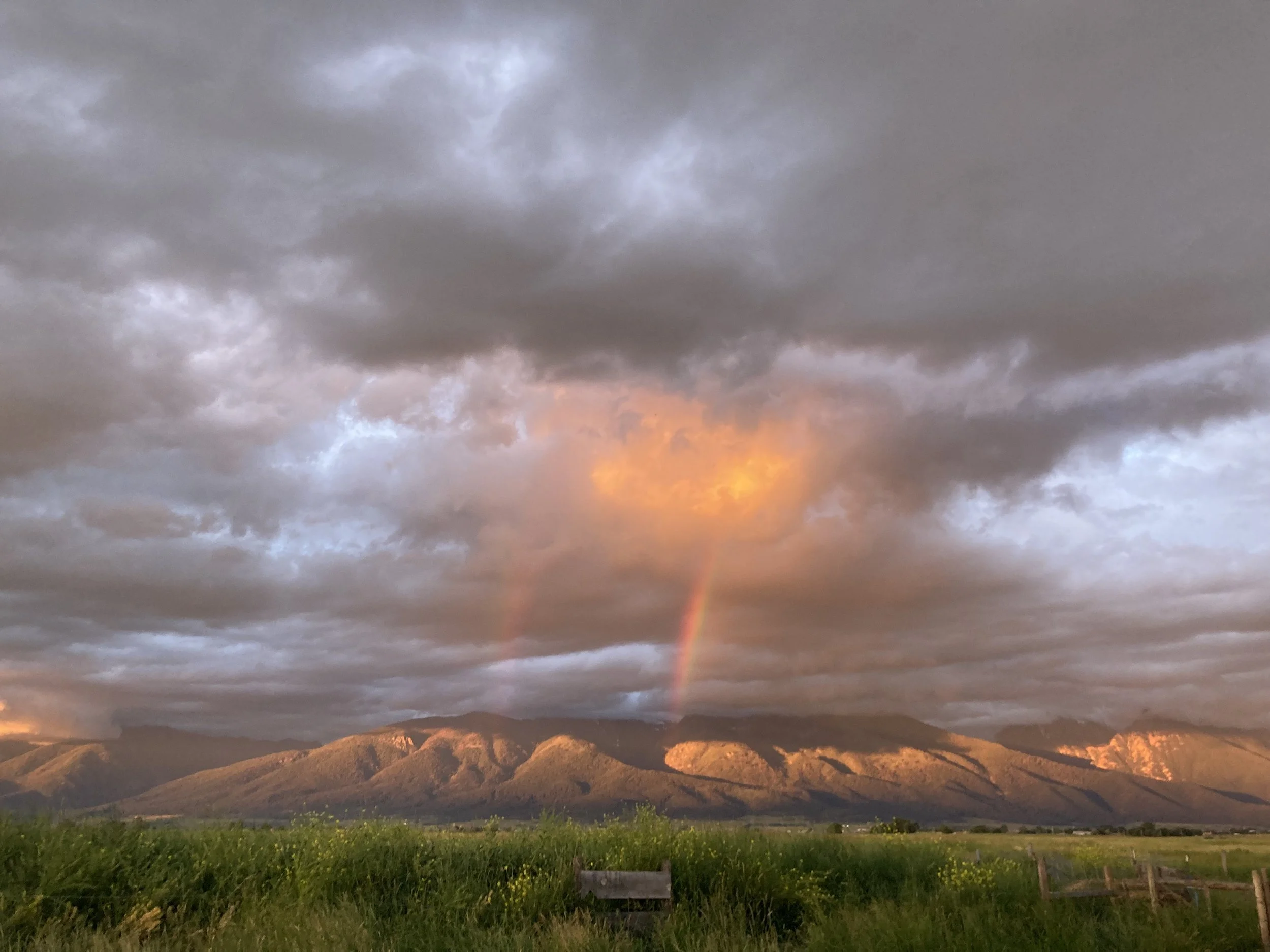 First Harvest Yogurt