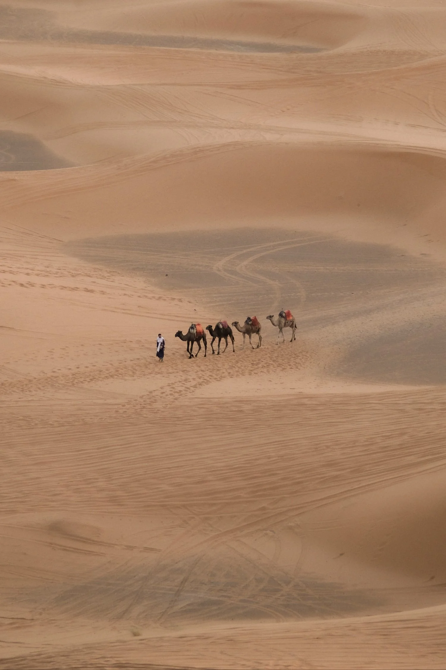 "Lonely Caravan"
Footsteps tracing ancient paths through endless sands, Sahara Desert.