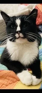 Jodi Review - Dash.jpg