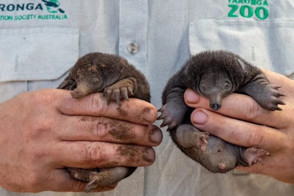 Birth of new baby echidnas at the Taronga Zoo in Sydney