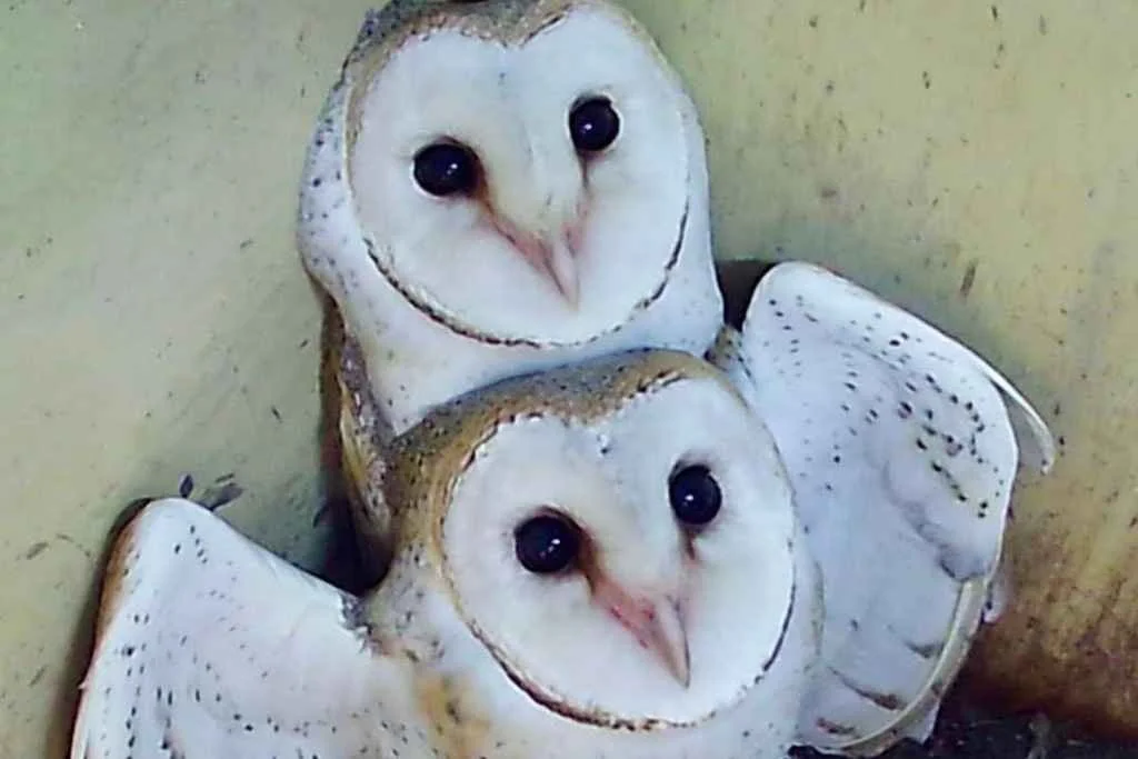 two owls