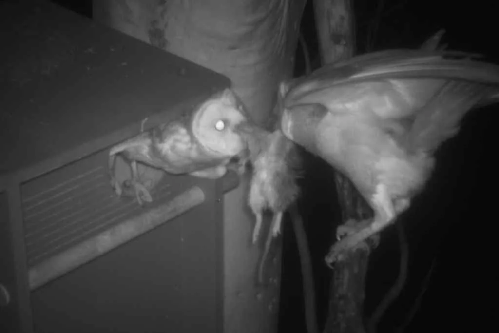 owls eating a rat on a night-vision camera