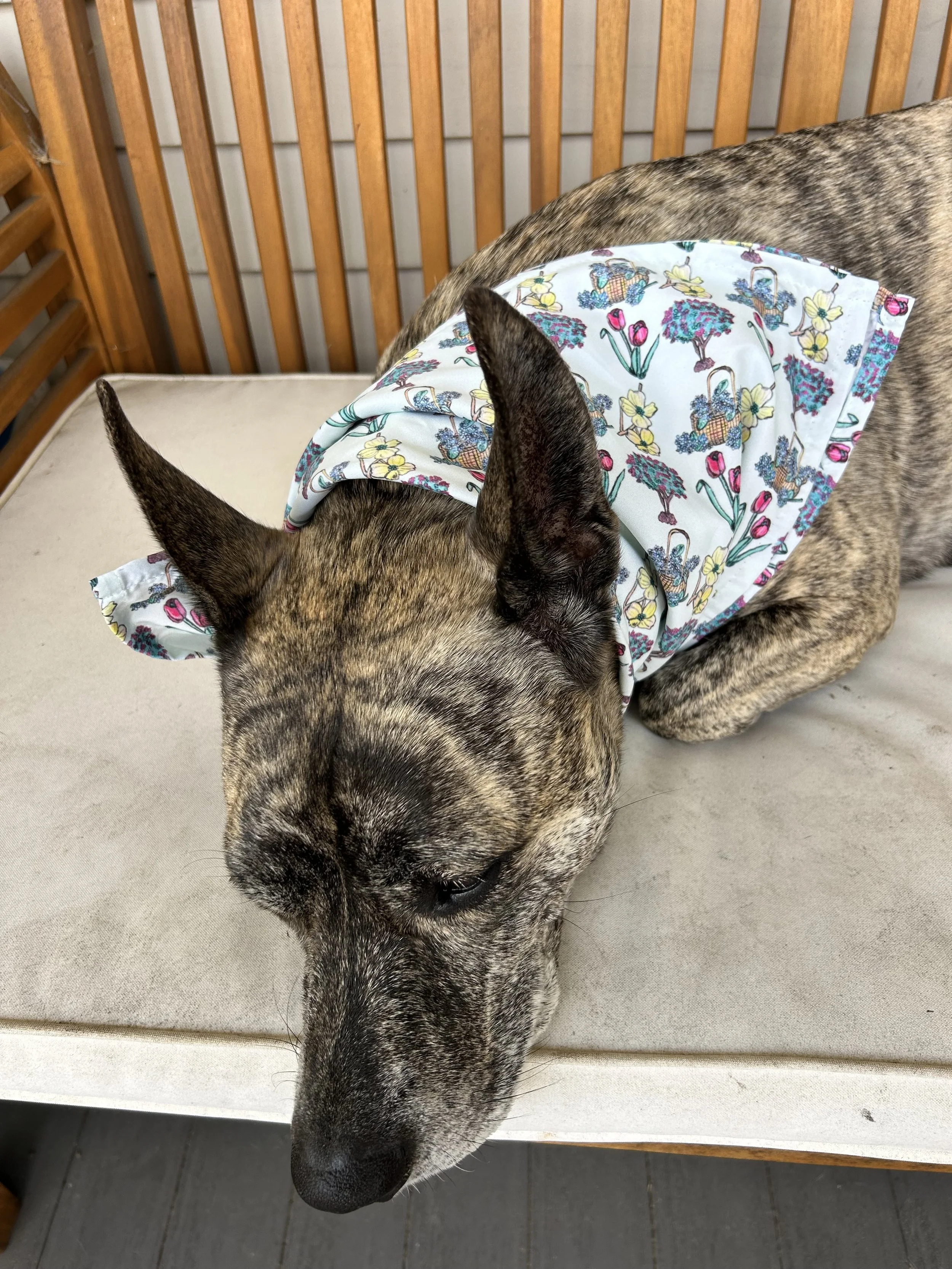 rescue dog modeling hydrangea dog bandana