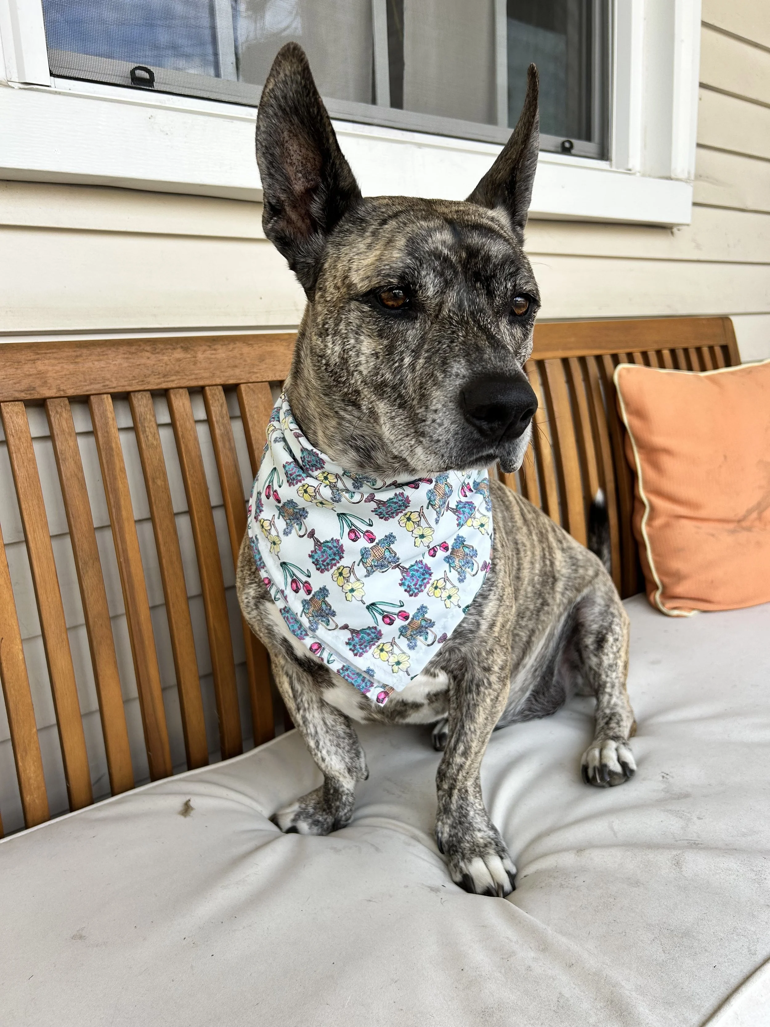 medium dog with floral dog bandana