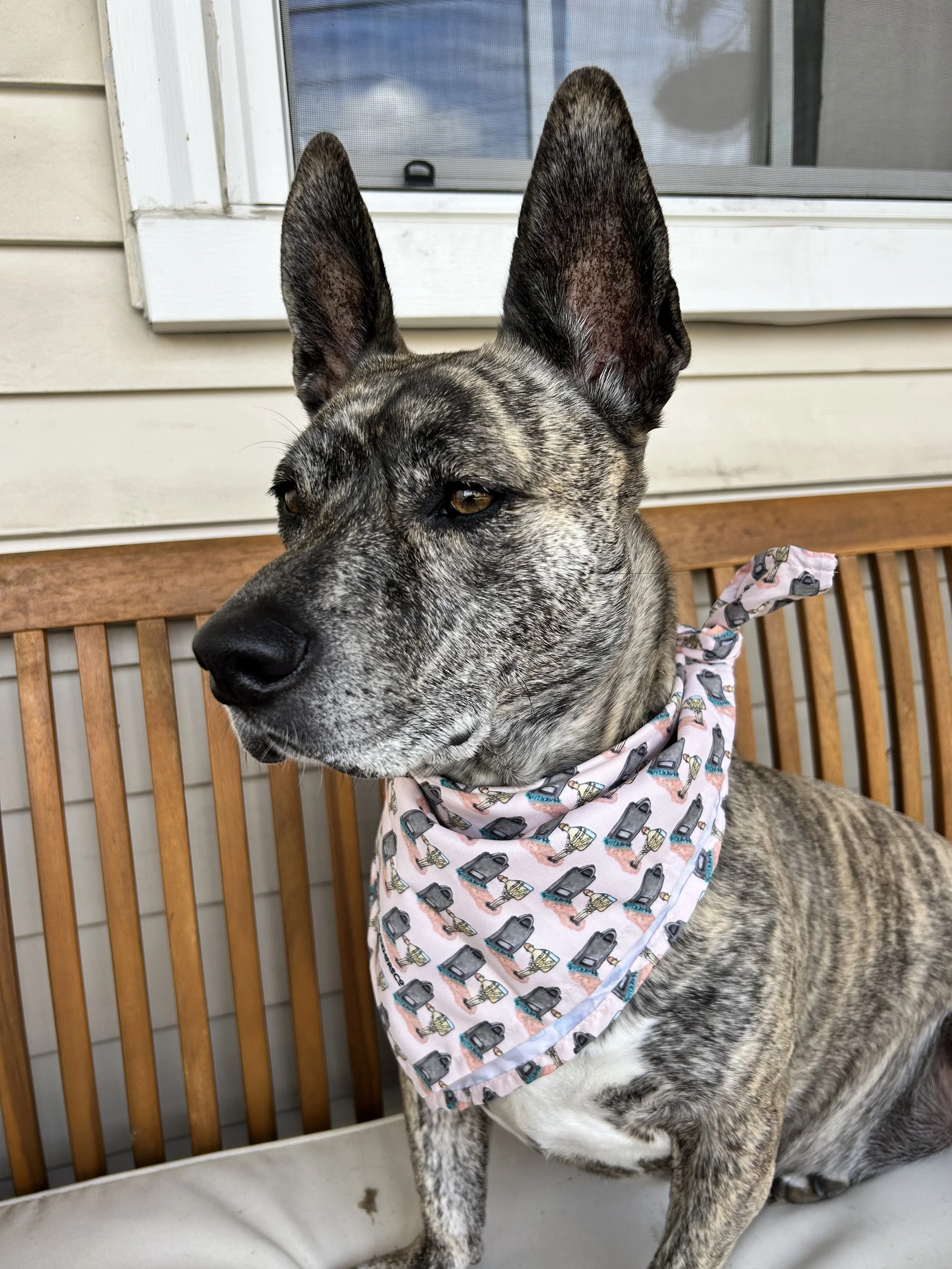 beauitful rescue dog in halloween dog bandana