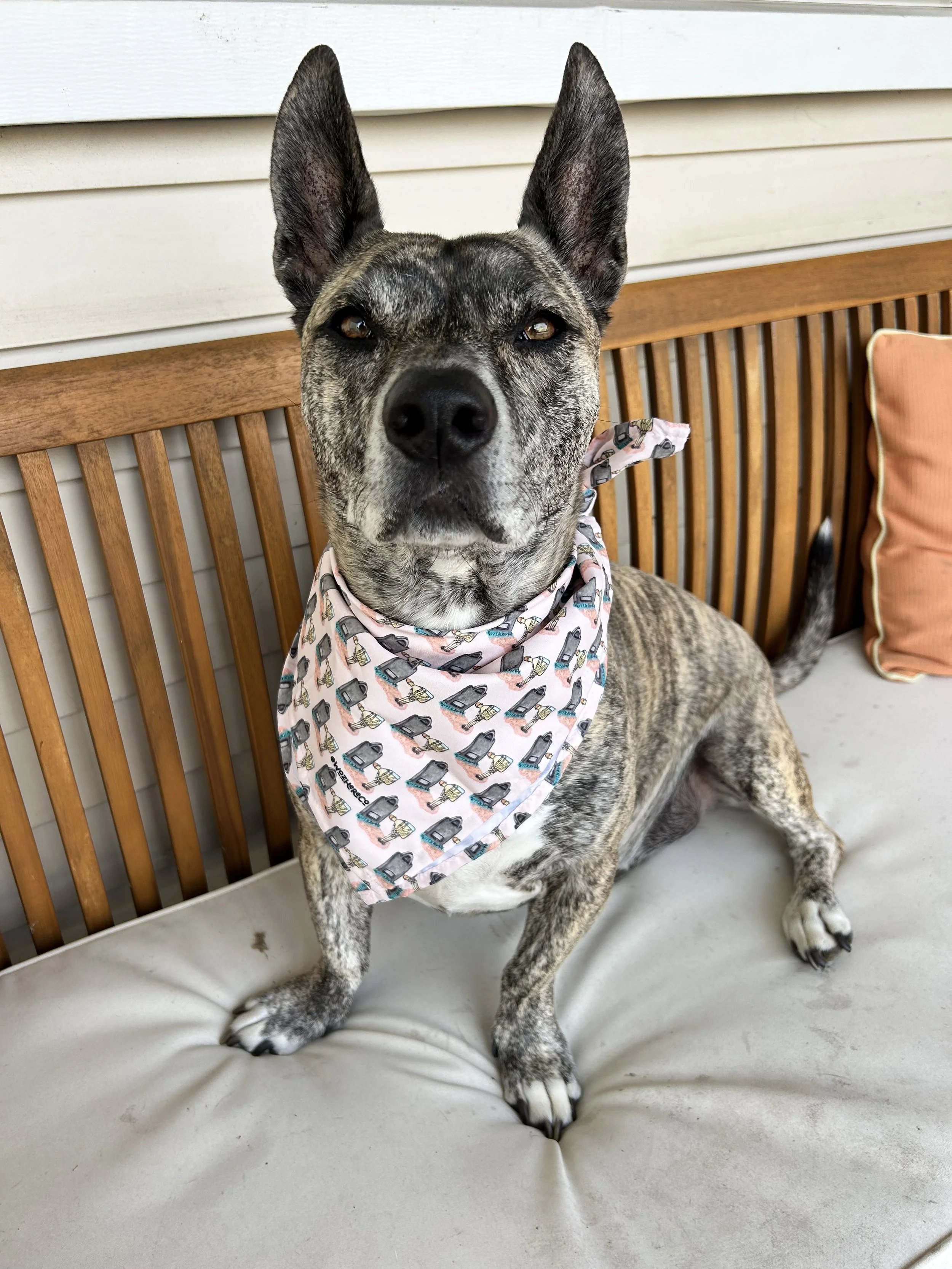 funny skeleton dog bandana on small brindle dog