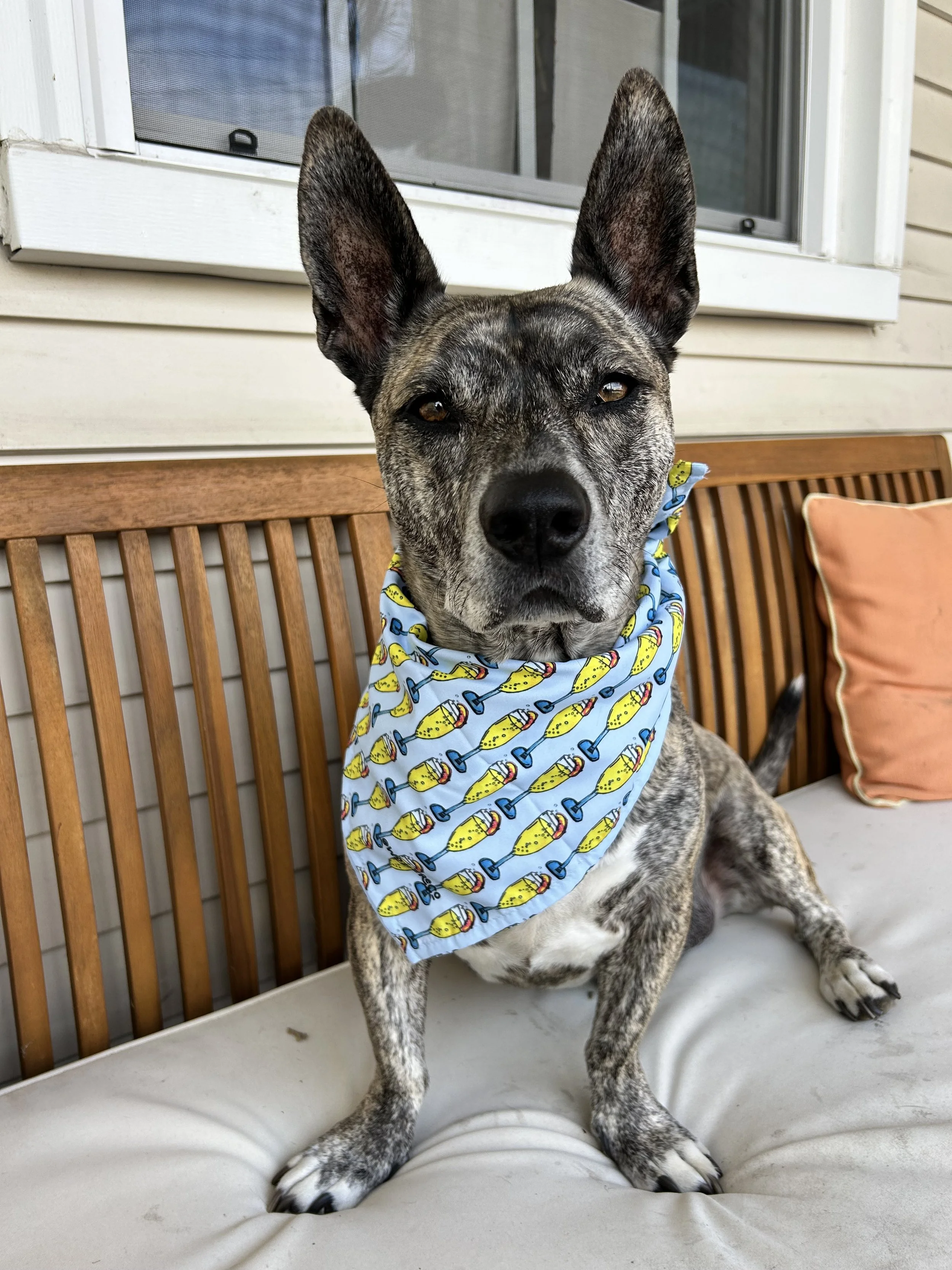 bella with summer cocktail pet bandana