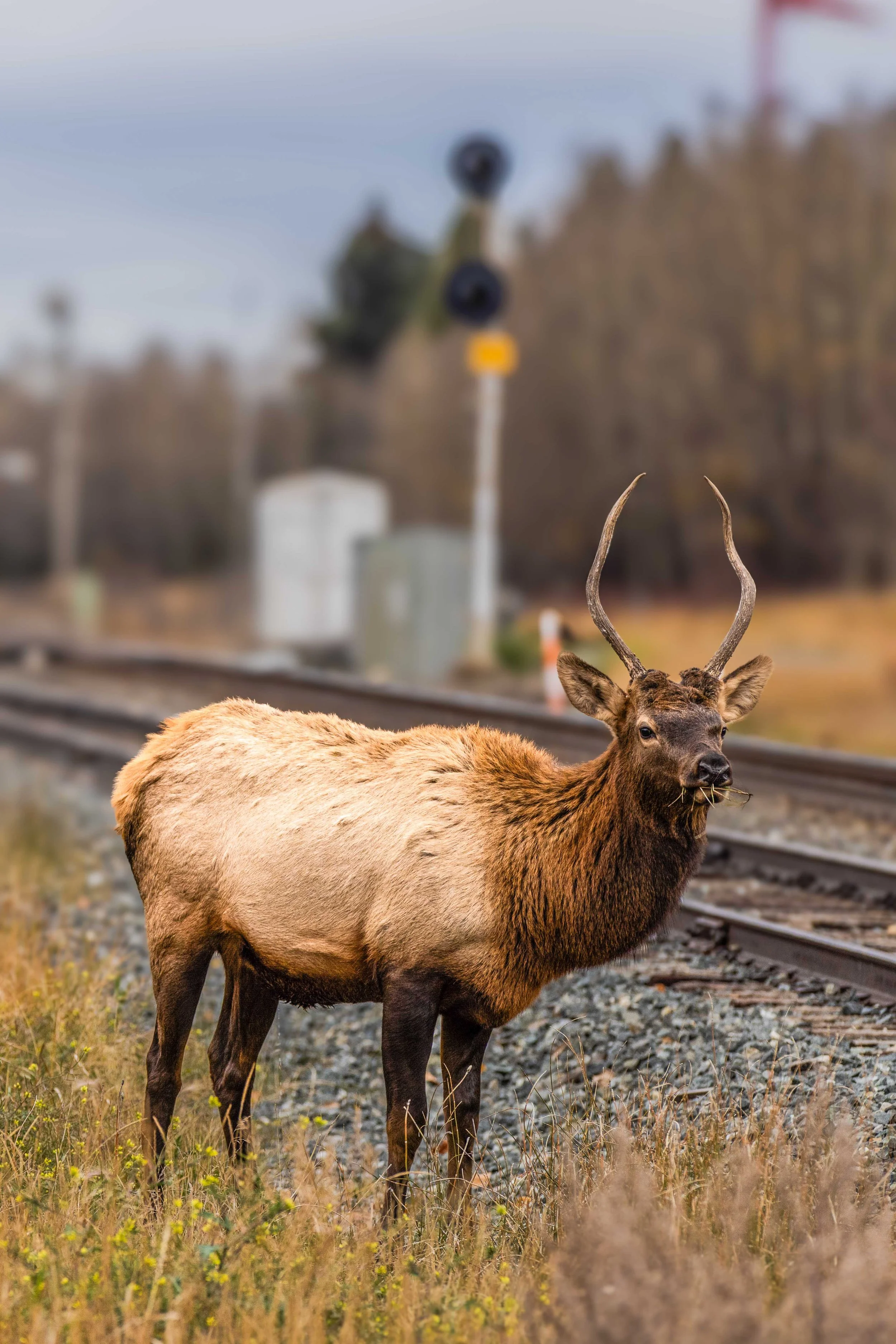 elk-4.jpg