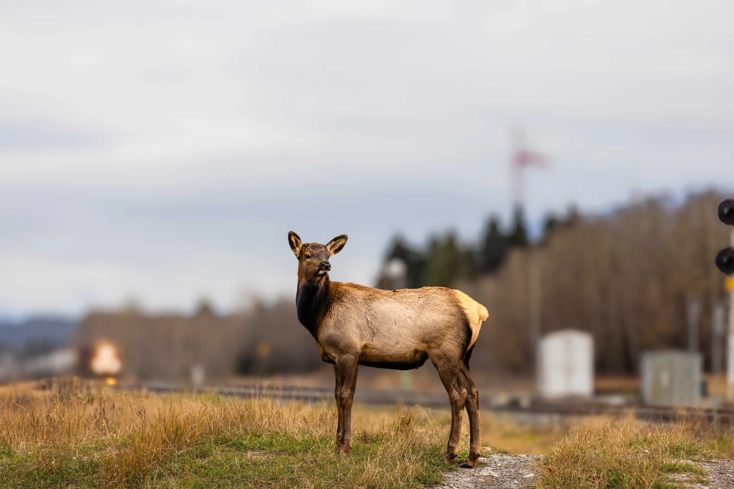 elk-3.jpg