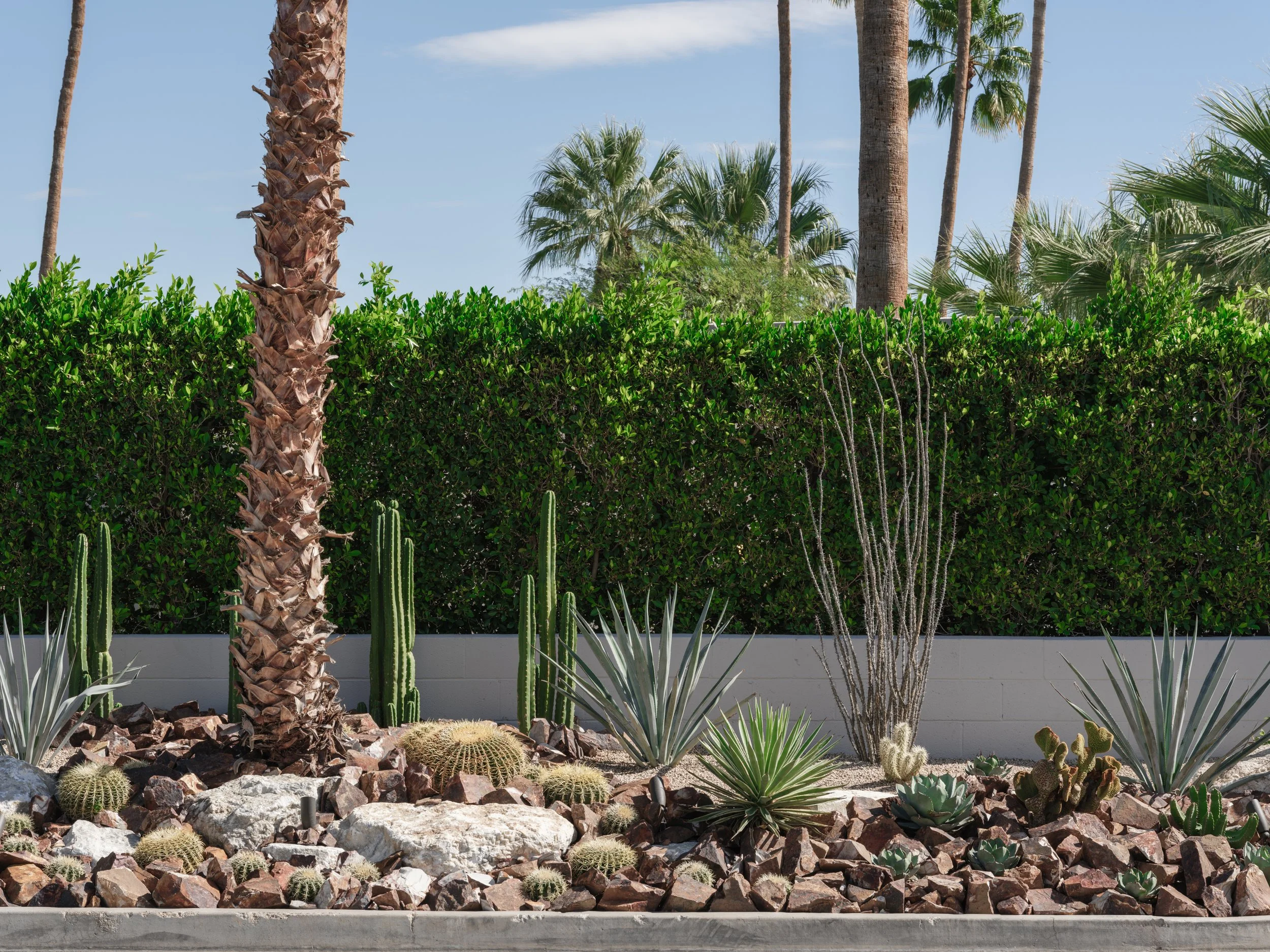 Sculptural cactus garden design in Palm Springs, transforming a front yard into a bold desert landscape statement.