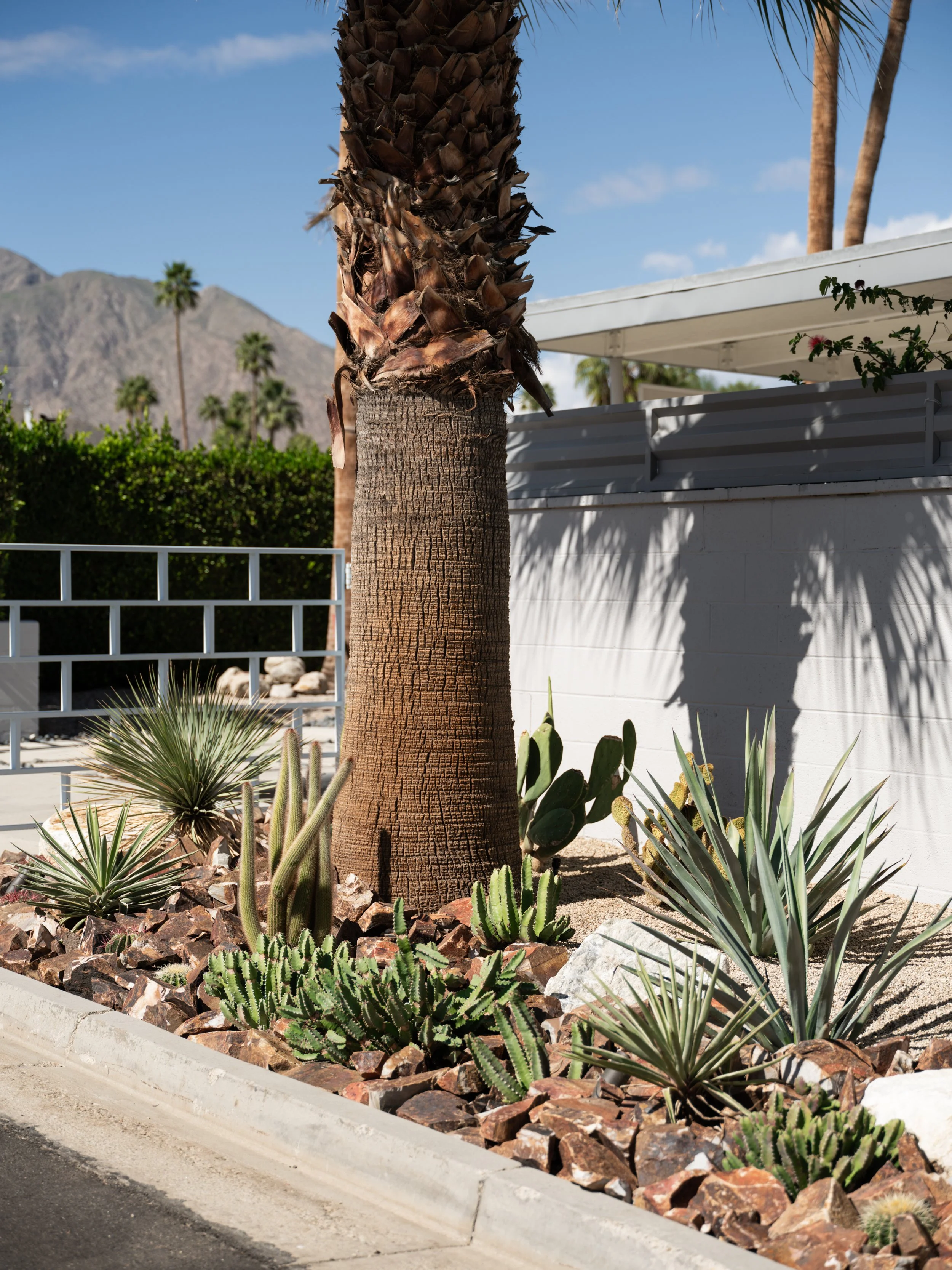 Modern desert landscaping in Palm Springs featuring drought-tolerant cactus, statement boulders, and full-sun plantings.