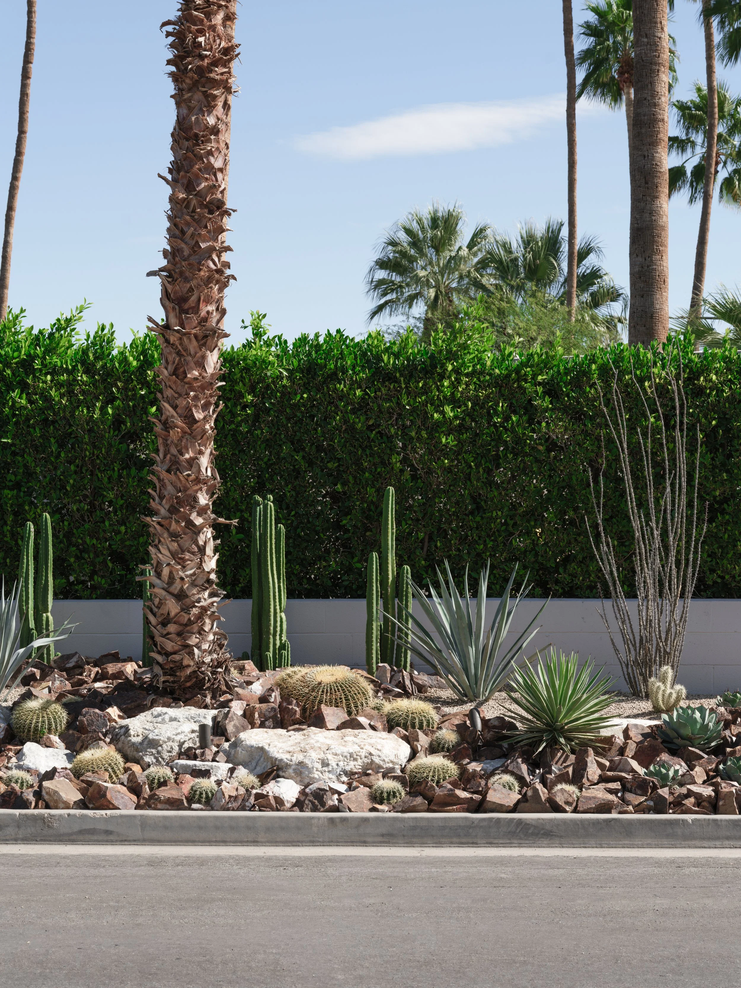 Sculptural cactus garden design in Palm Springs, transforming a front yard into a bold desert landscape statement.