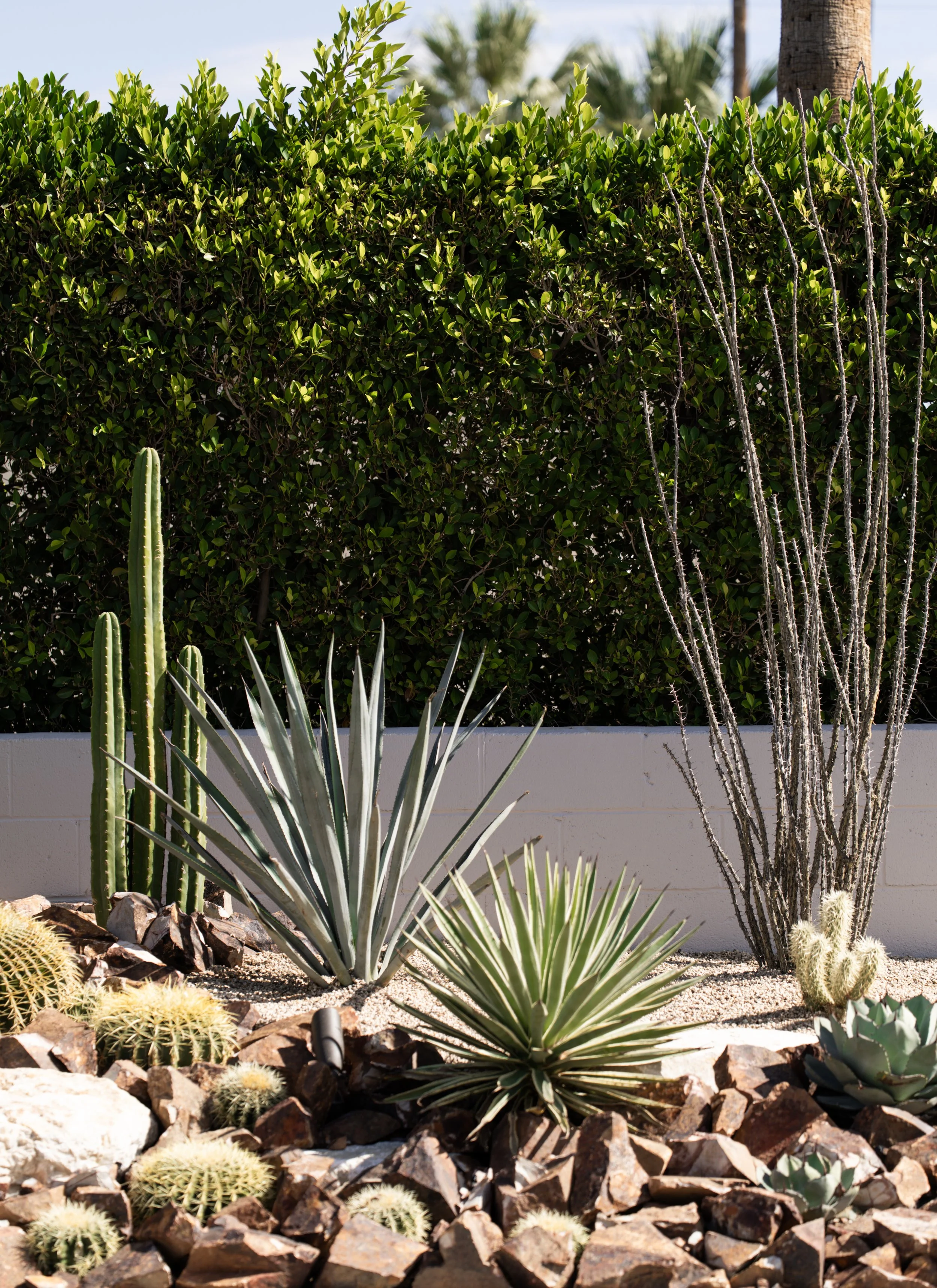 Custom succulent and cactus installation in Palm Springs, designed as a natural privacy barrier with architectural impact.