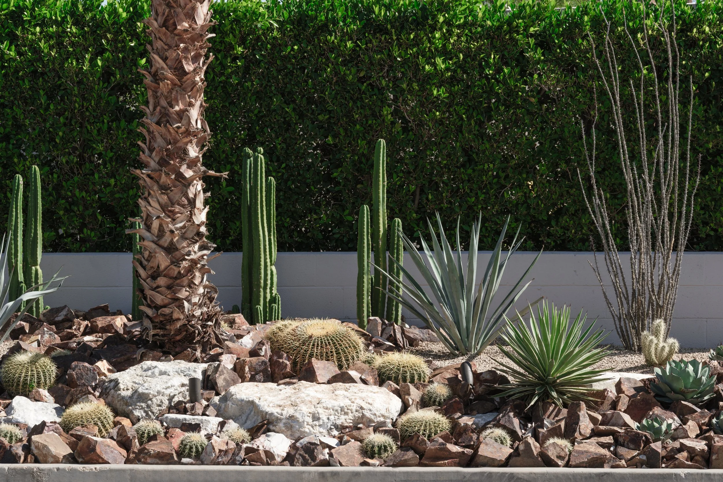 Sculptural cactus garden design in Palm Springs, transforming a front yard into a bold desert landscape statement.