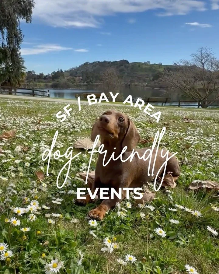 10+ Dog Friendly Events &amp; Meetups in SF Bay Area 🌁🐕&nbsp;Little flowers are starting to pop up all over the Bay! 🌼 Here are 10+ excuses to go out and enjoy them! SAVE this post for the weekend! 

Link in bio&nbsp;@approvedbydog&nbsp;for event 