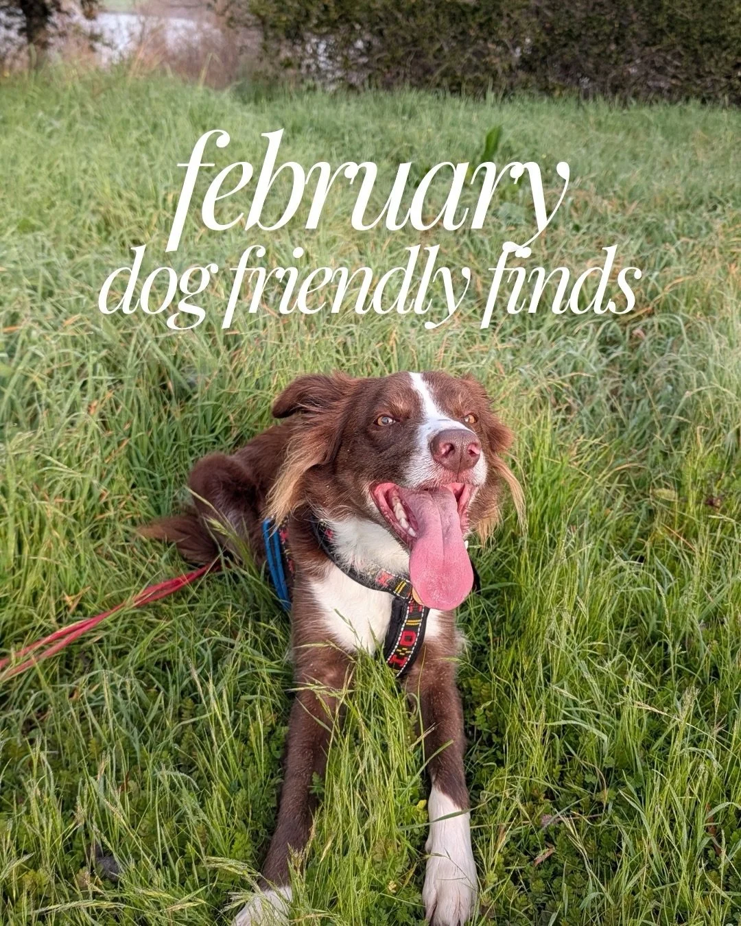 Our favorite dog friendly finds from February! Even though it was a short month with some gloomy weather, we discovered plenty of great spots ✨

🍜 @udonmugizo &ndash; popular restaurant serving fresh, thick udon in both hot and cold styles with brot