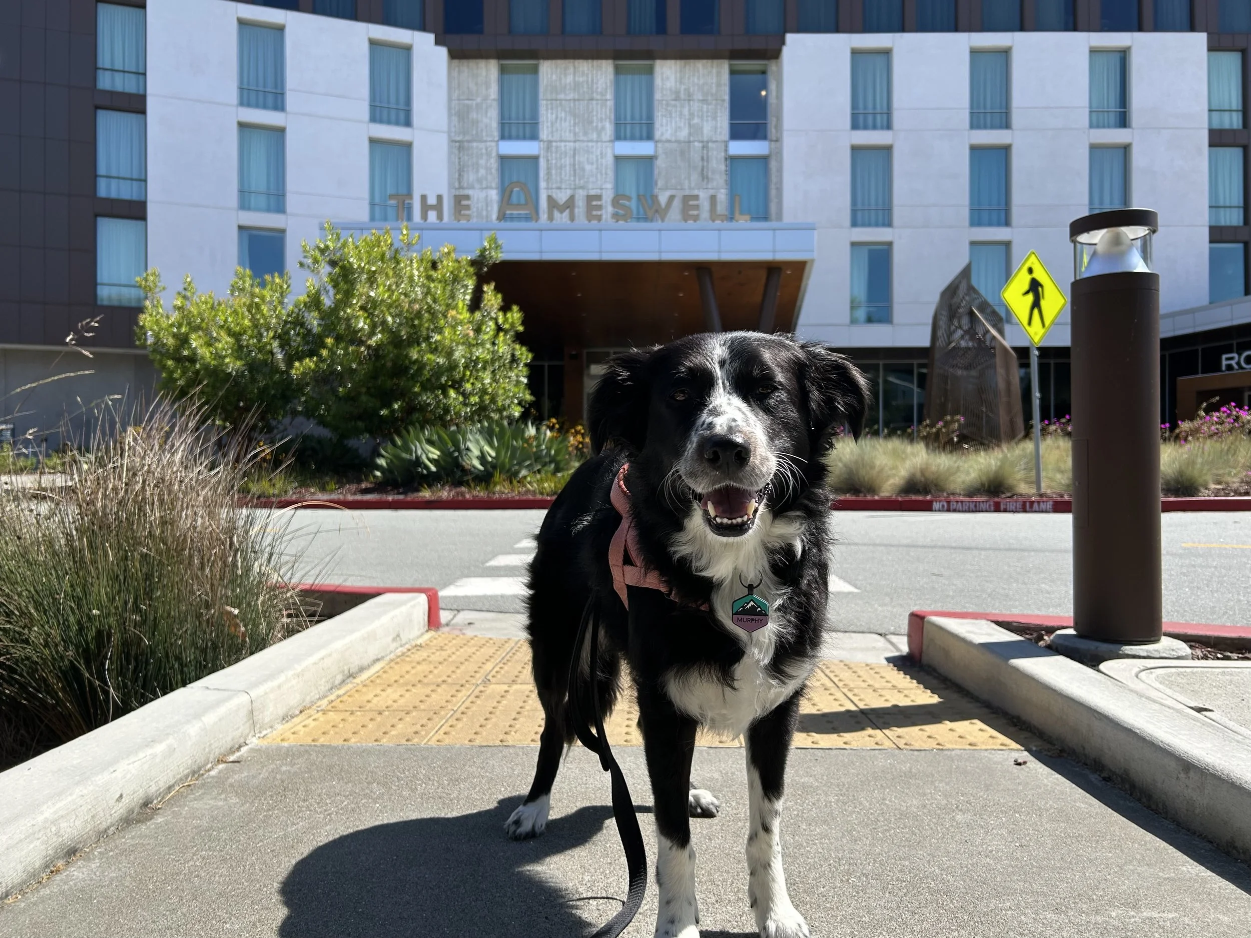 Inside One of Silicon Valley's Most Dog-Friendly Hotels
