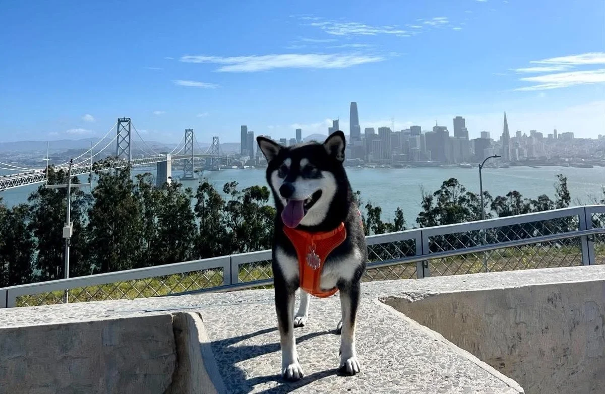 Treasure Island: SF's Best Kept Secret for Dogs 🐾