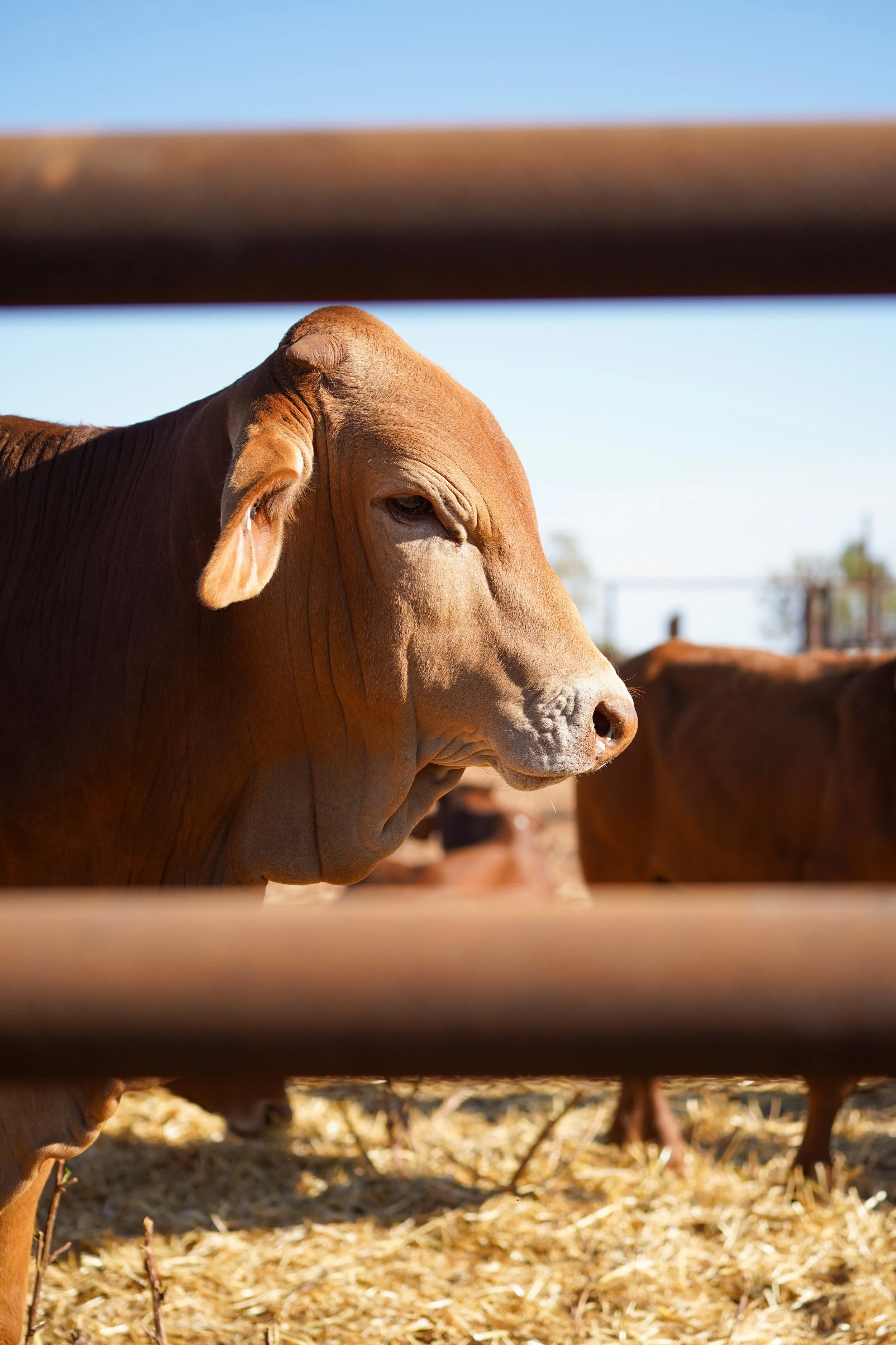 Bullara Station - WA