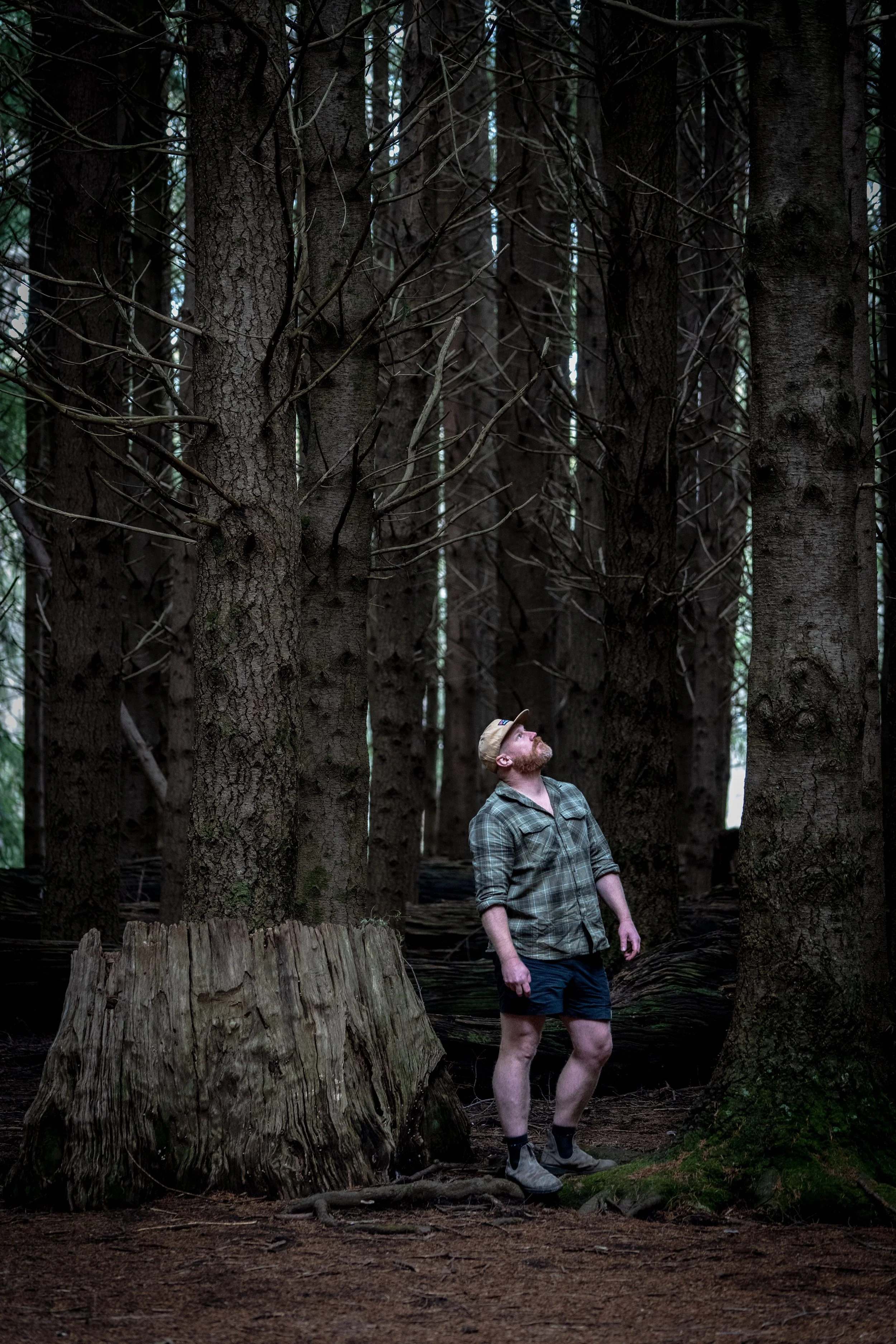 The Pines - Barrington Tops