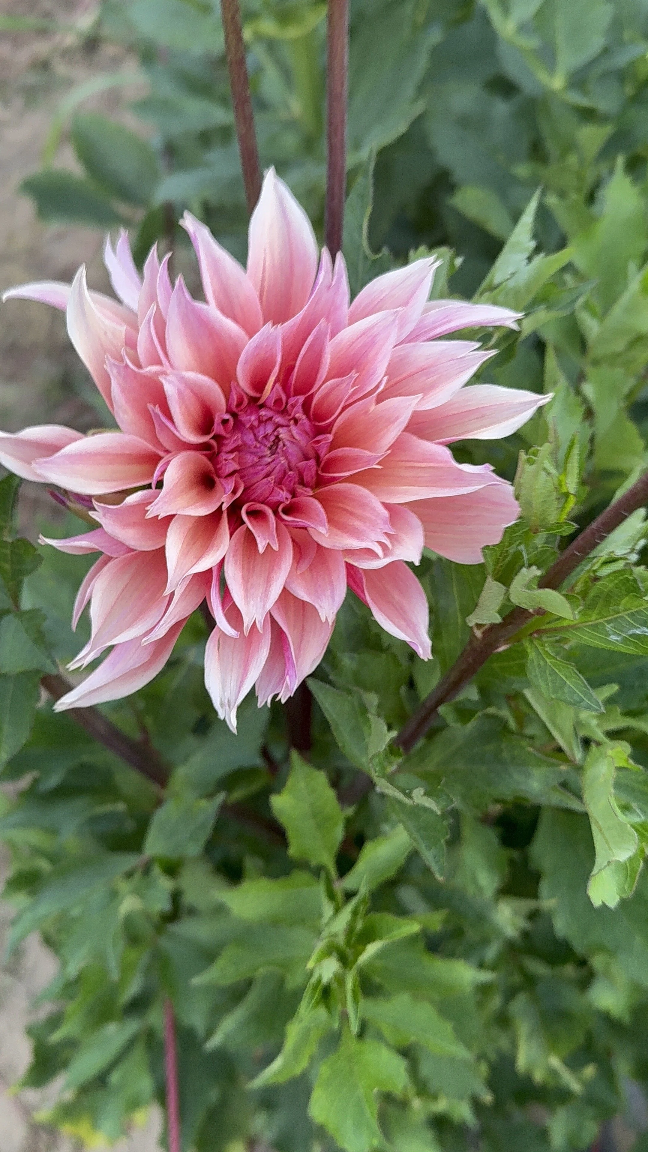 Labyrinth dahlia tubers for sale by Kvitka Farm