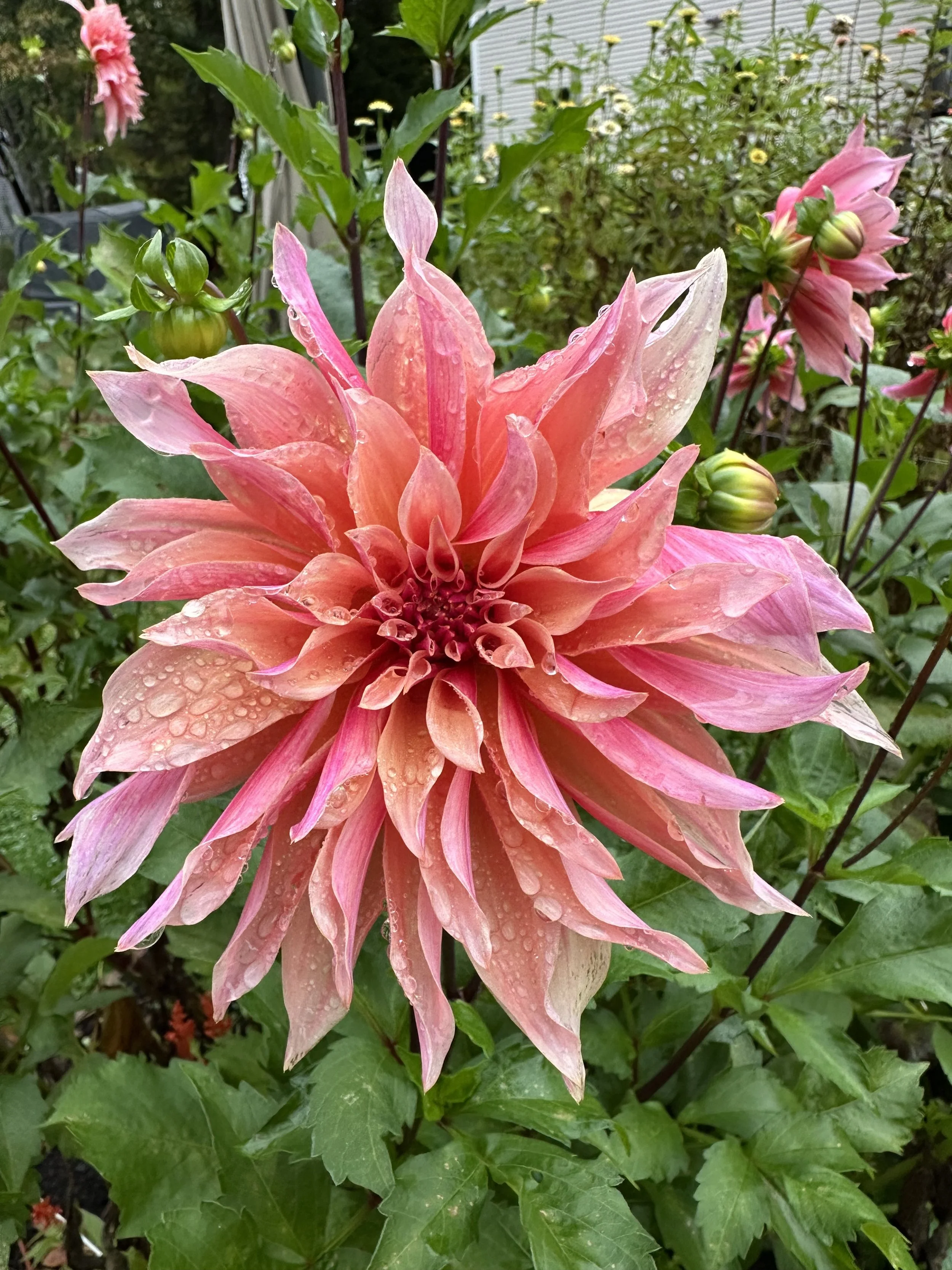 Labyrinth Dahlia tuber
