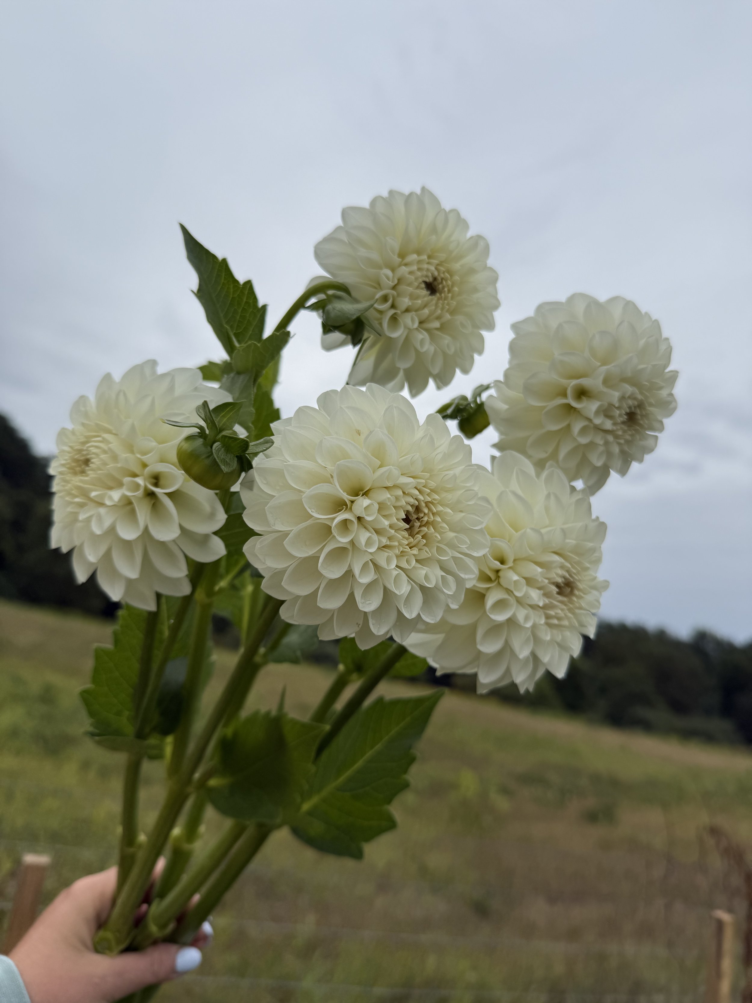 Dahlia ‘Boom Boom White’ tuber by Kvitka Farm