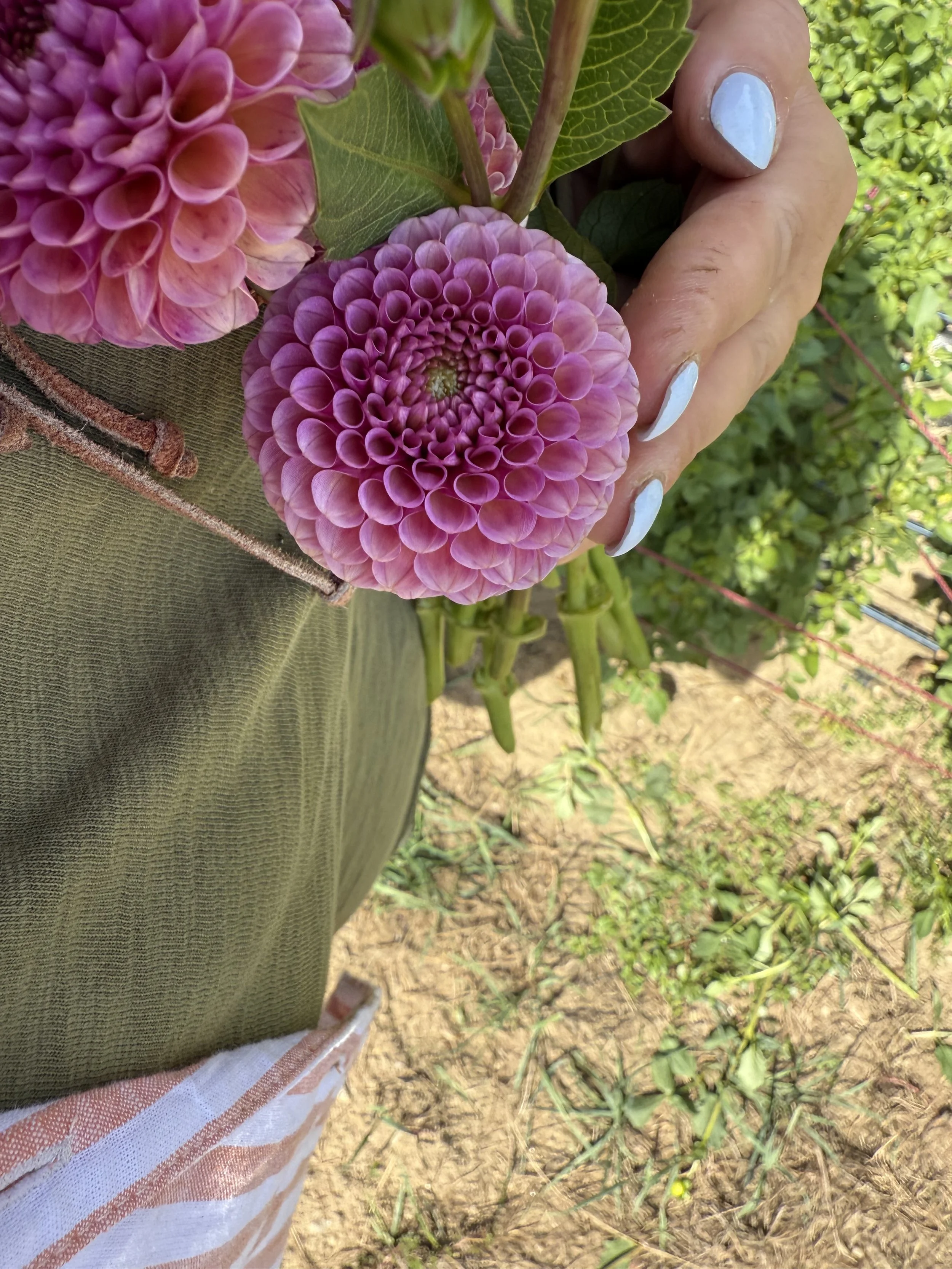 Dahlia ‘Koko Puff’ - Pom Pom dahlia tuber by Kvitka Farm