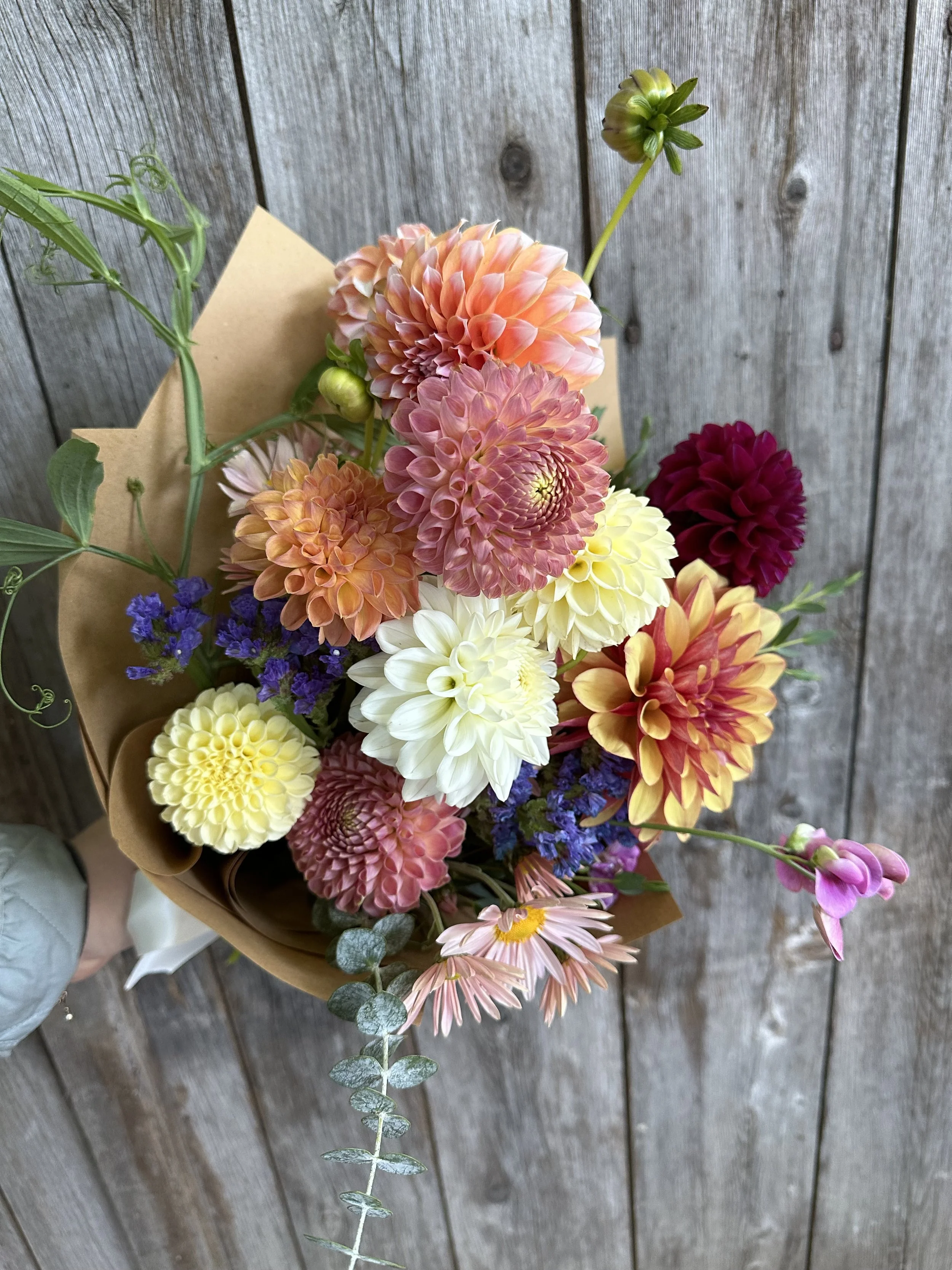 weekly dahlias flowers on peacoast