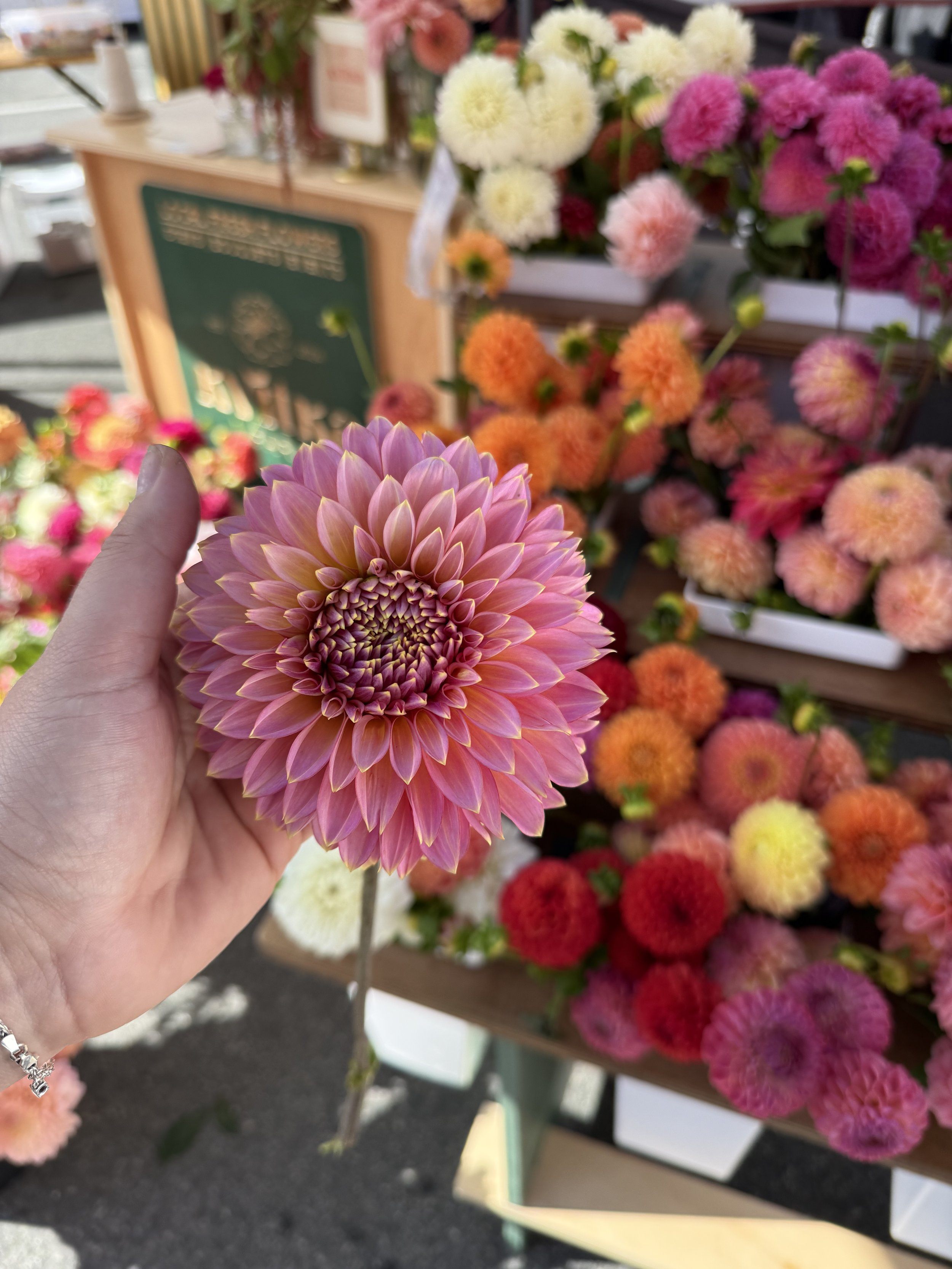 dahlia flowers on seacoast of NH, Maine
