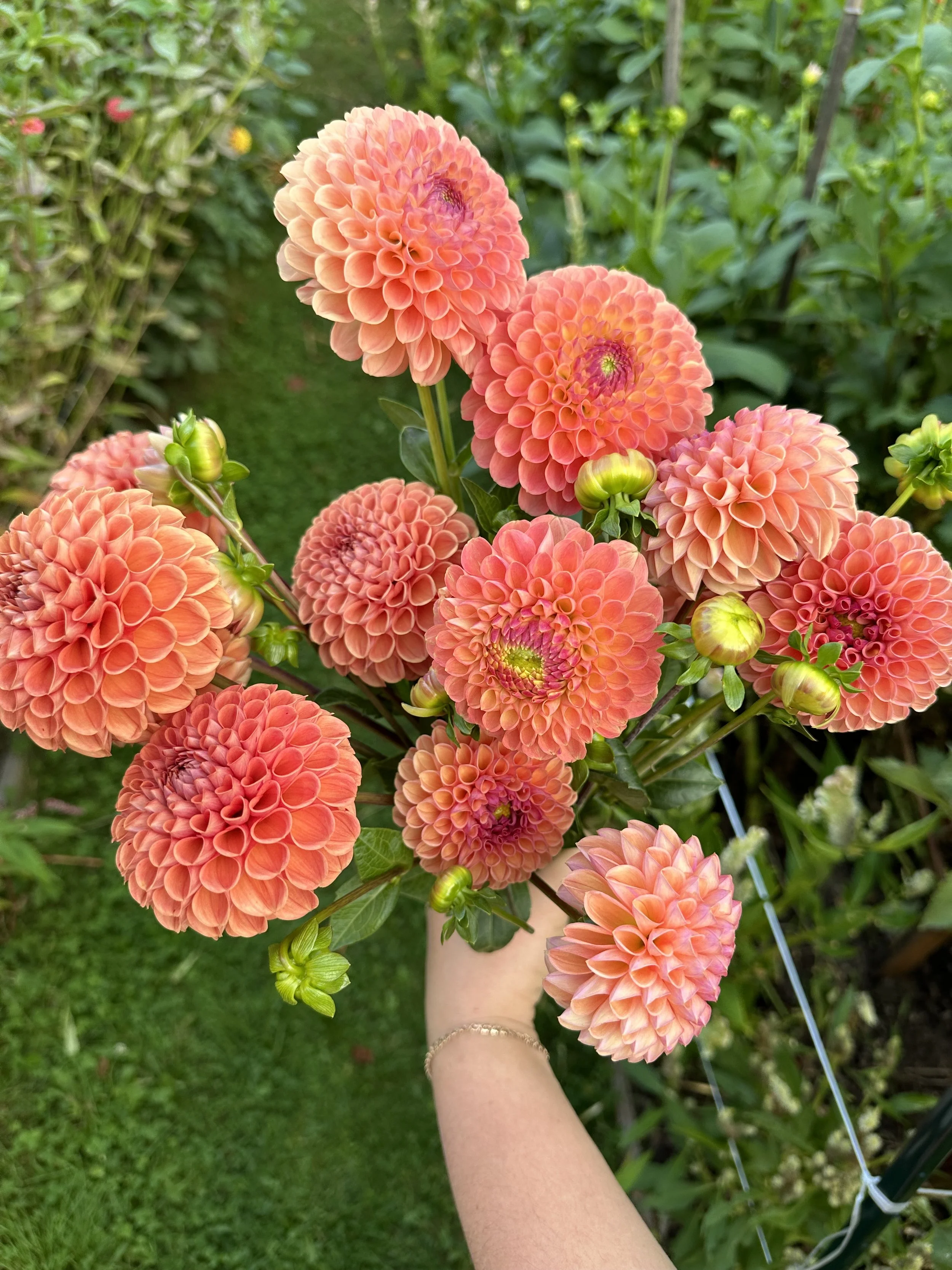 Jowey Nicky dahlia tubers for sale