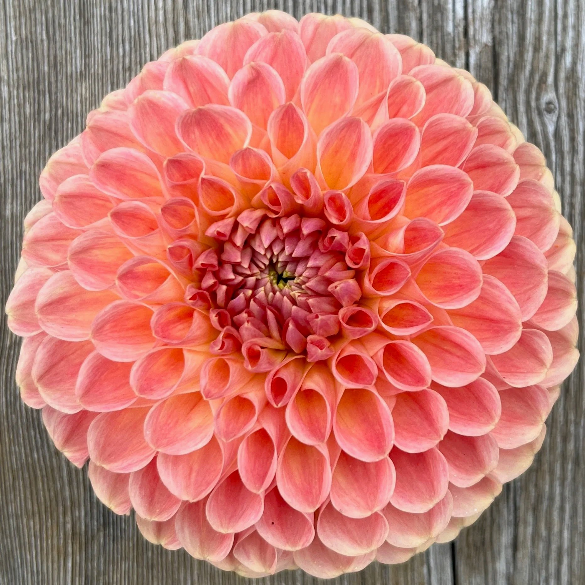 clearview-peachy-dahlia.jpg