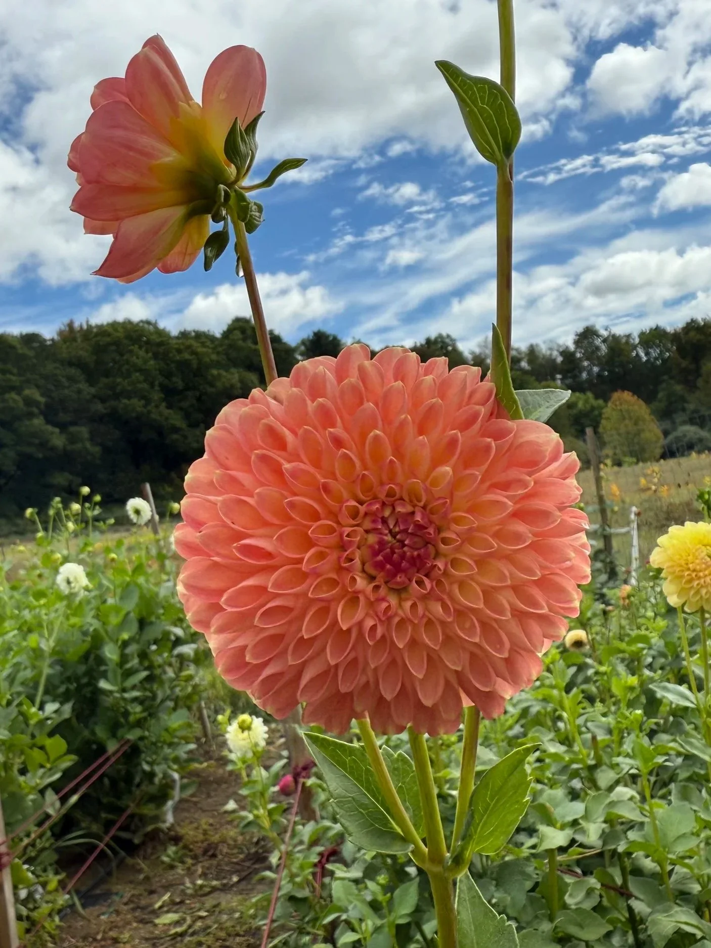 Crichton Honey dahlia tuber by Kvitka Farm