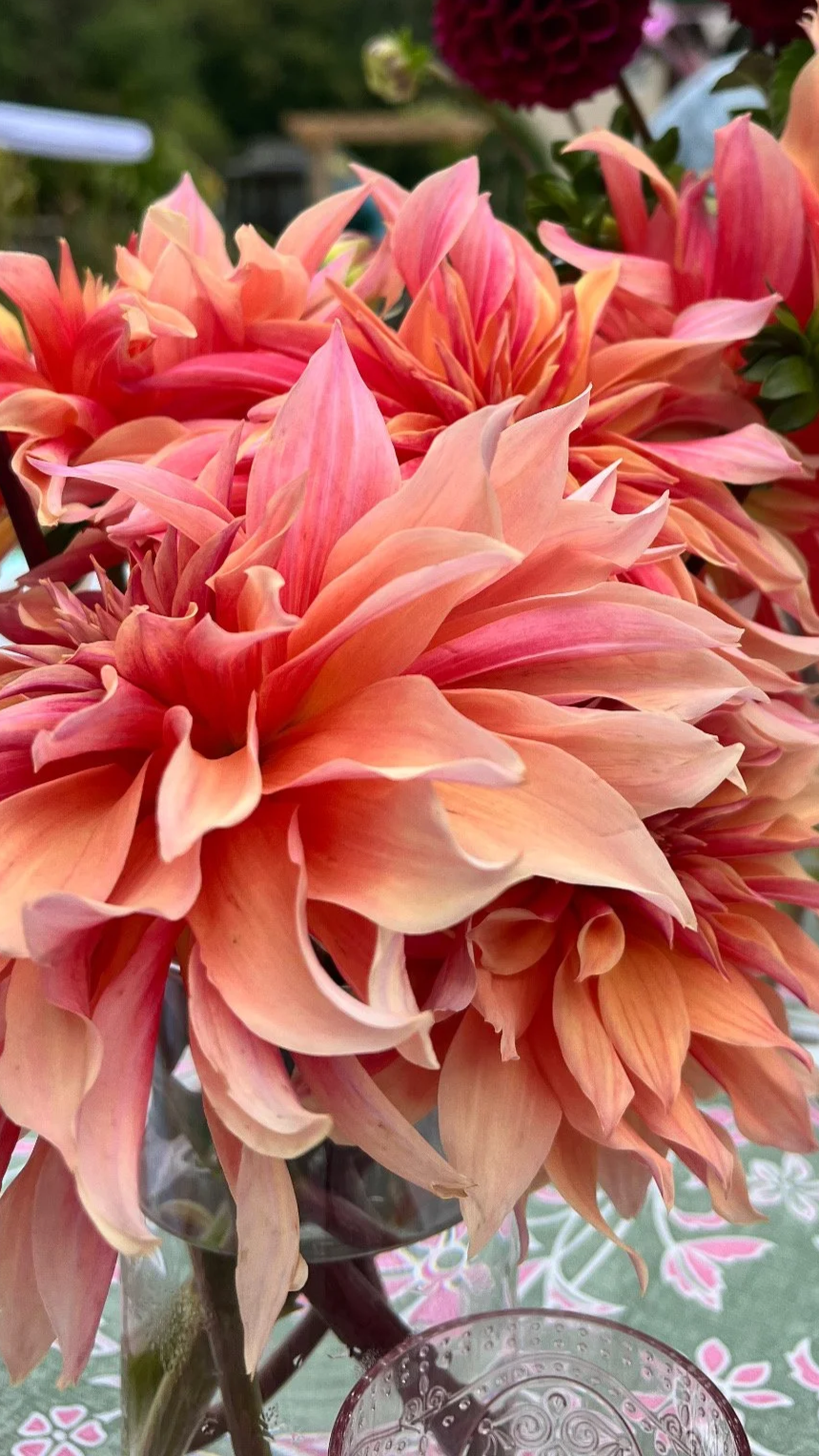 Labyrinth dahlia tubers for sale in NH