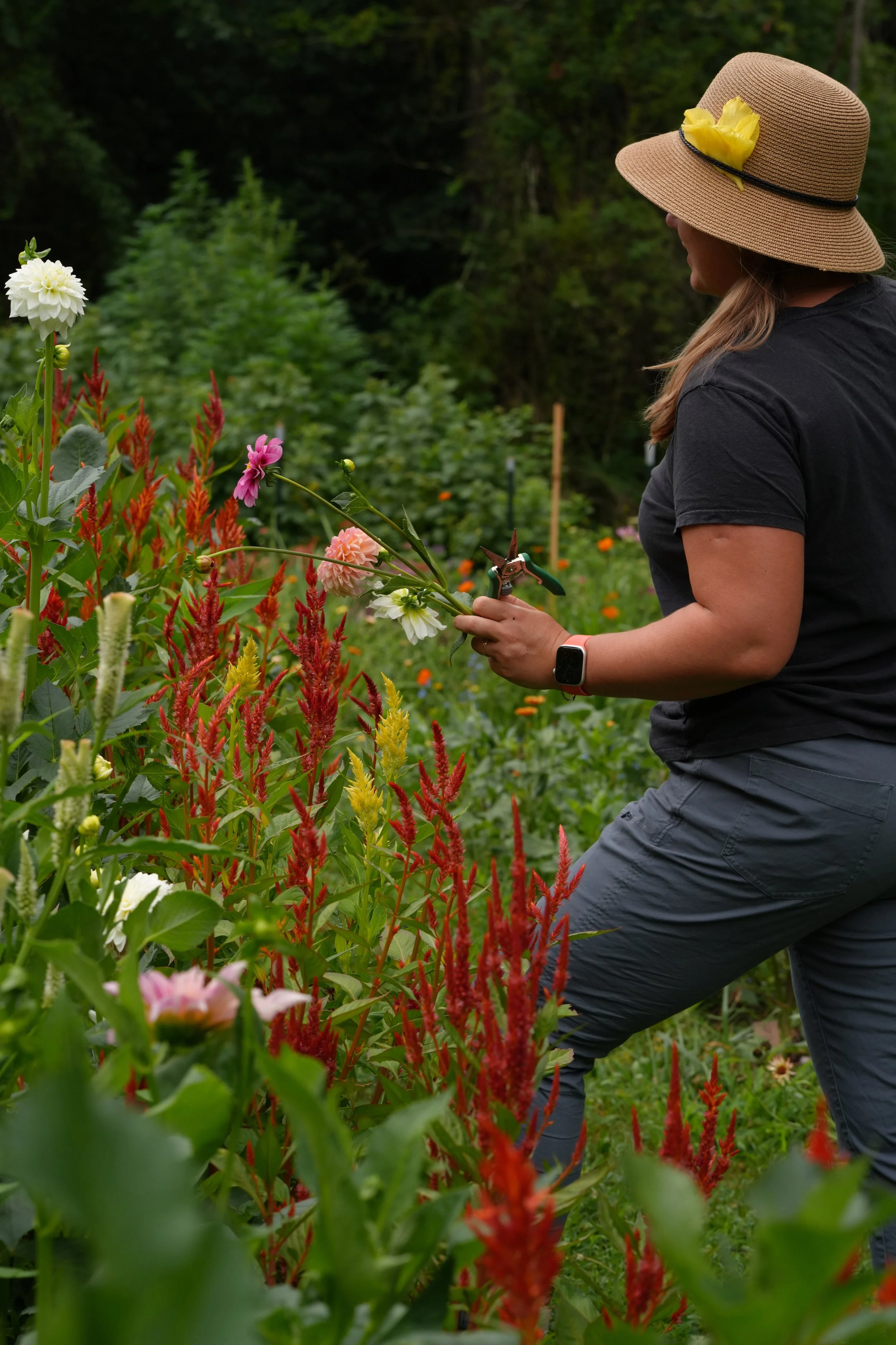 A woman wearing a hat and black shirt is pruning colorful flowers in a garden.