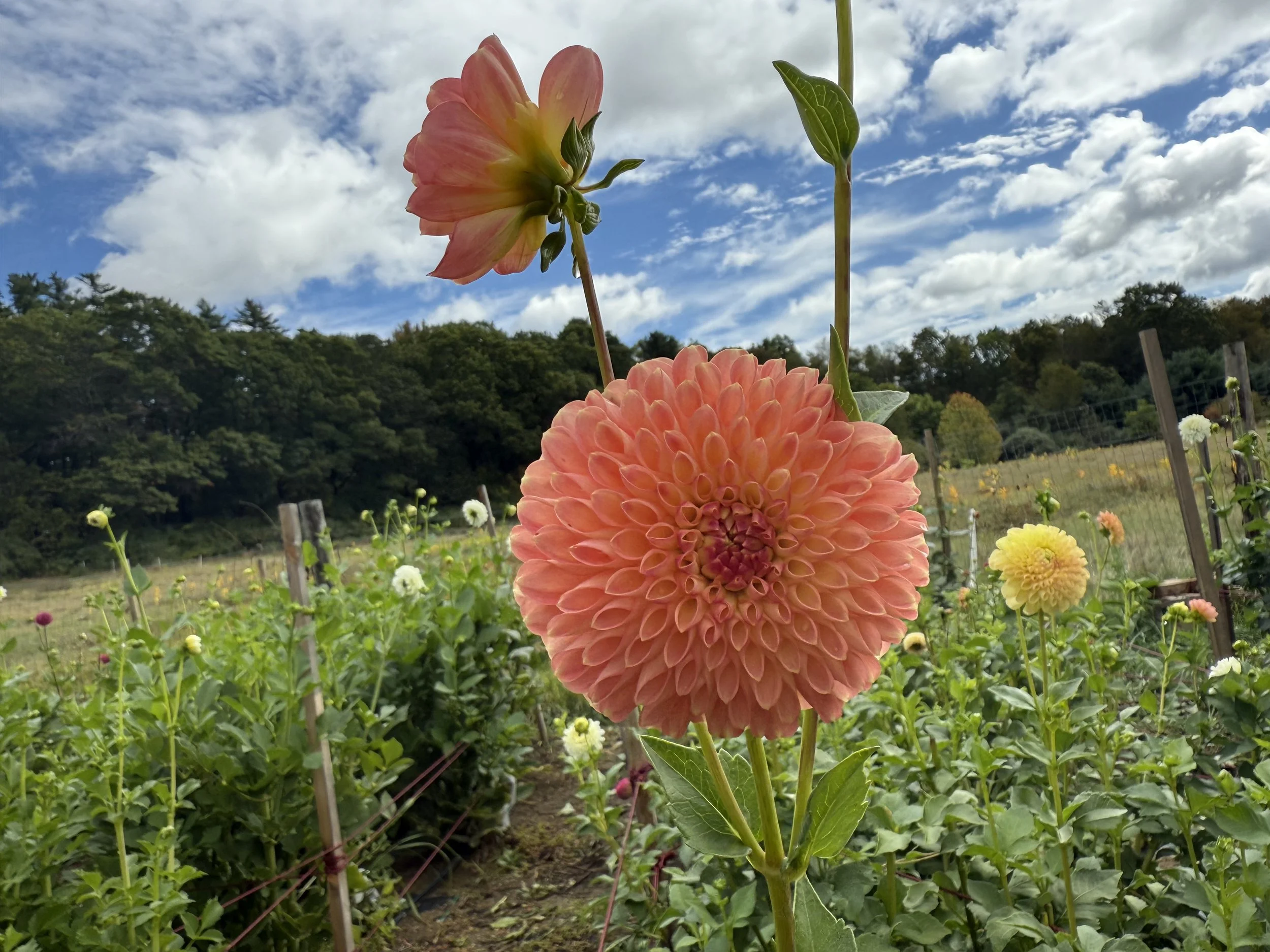 Crichton Honey Dahlia tuber