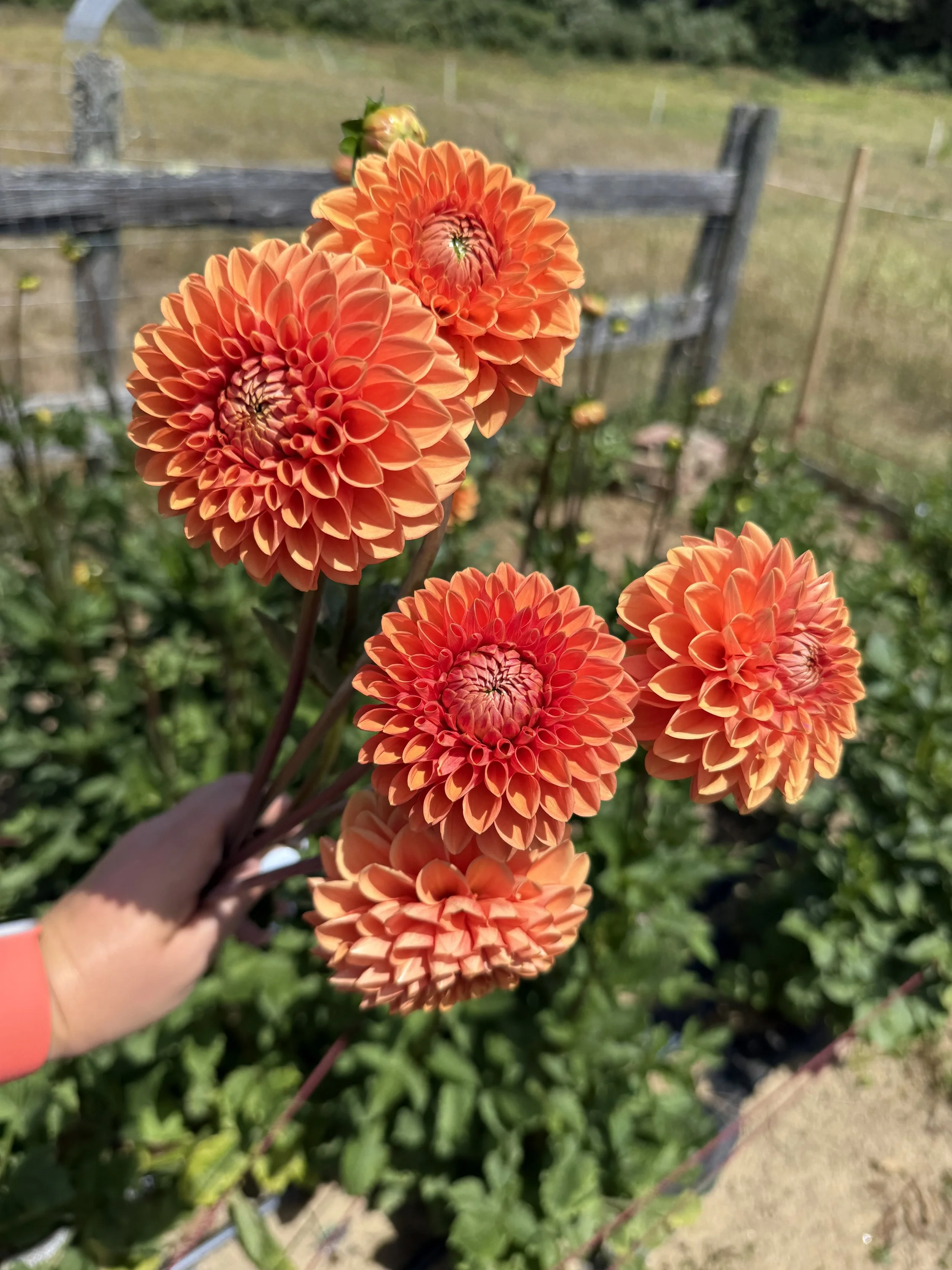 Maarn or Orange Sylvia Dahlia tuber