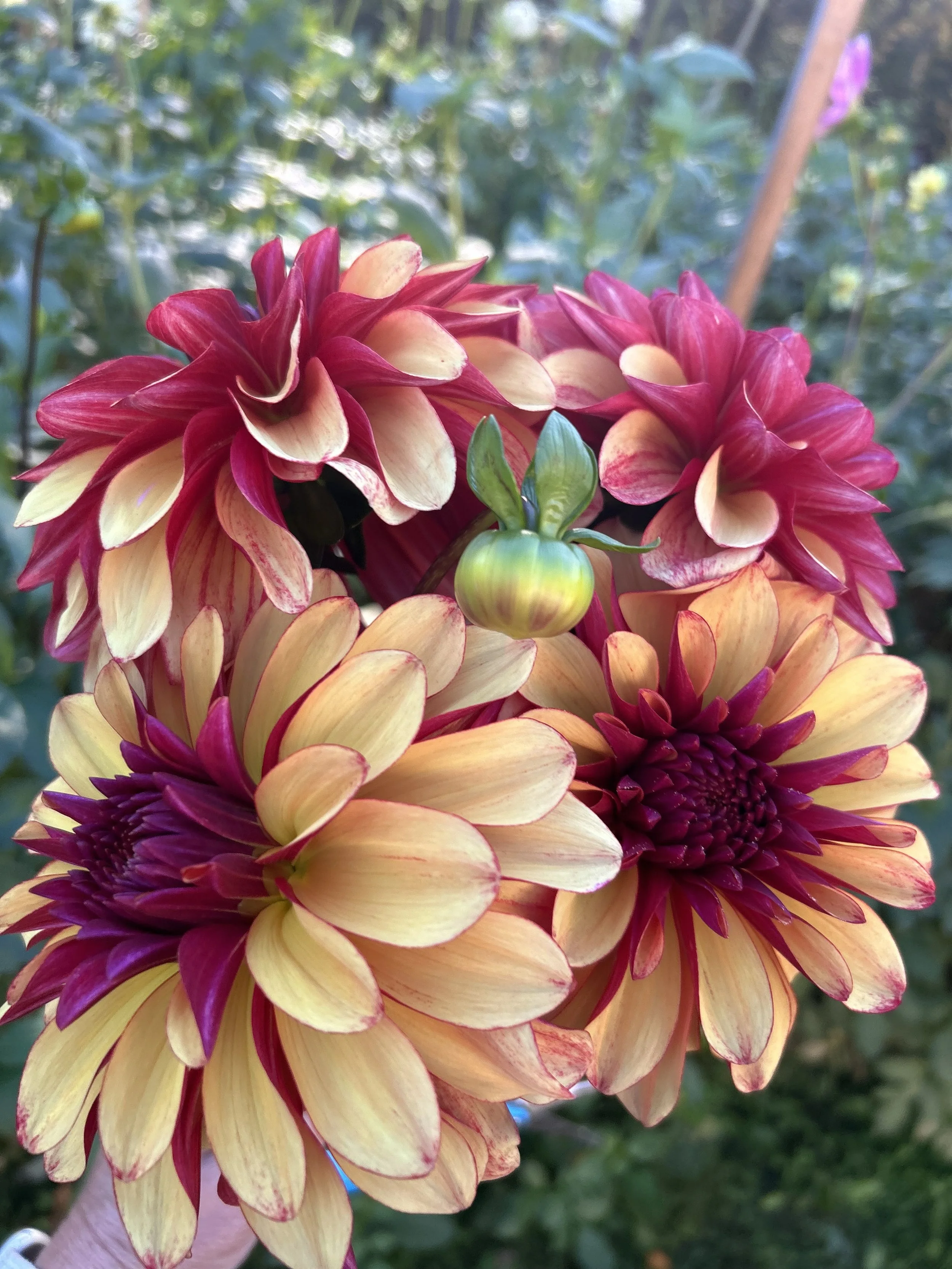 Dahlia 'Gitts Crazy’ tuber by Kvitka Farm