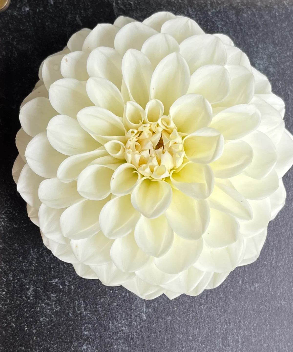 Dahlia Boom Boom White by Kvitka Farm