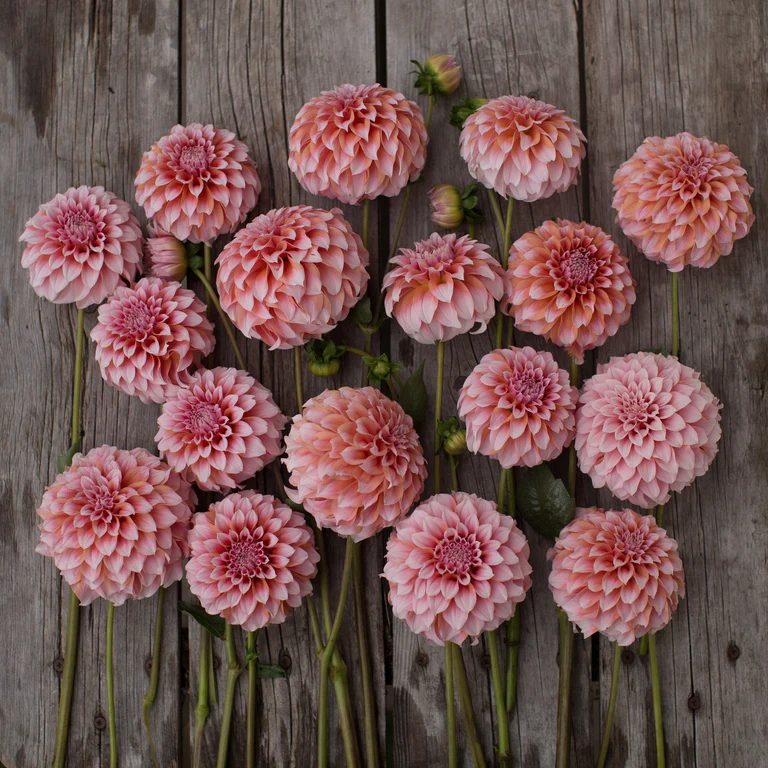 Peaches N’ Cream dahlia tubers by Kvitka Farm for sale
