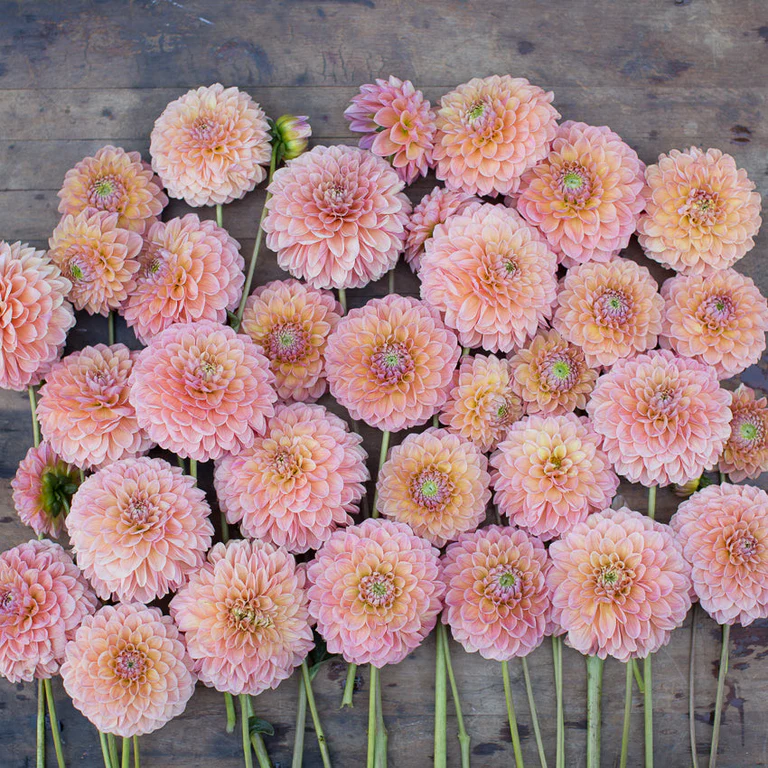 Jowey Nicky dahlia tubers for sale in NH