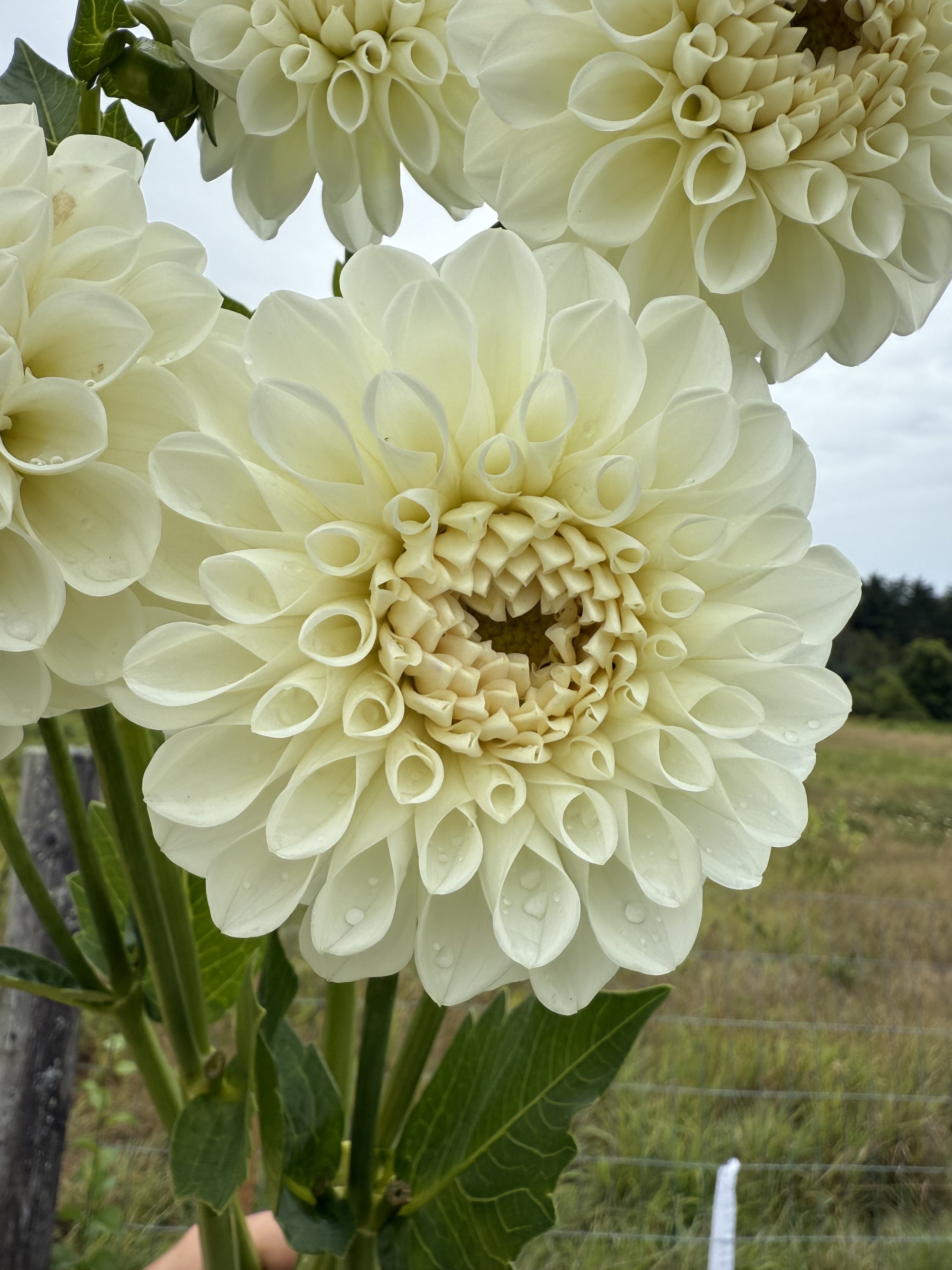 Dahlia ‘Boom Boom White’ tuber by Kvitka Farm zoomed in