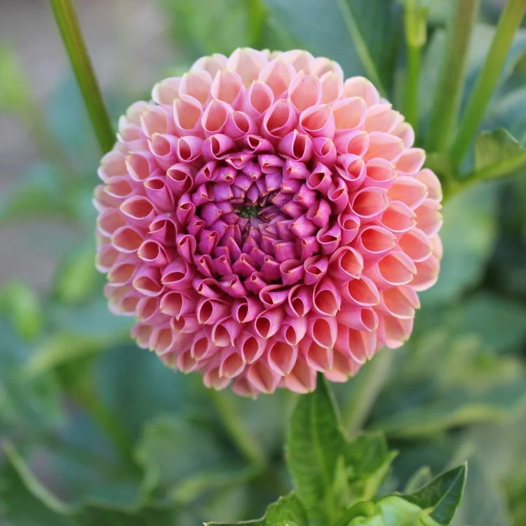 Sonja Jojo dahlia tubers