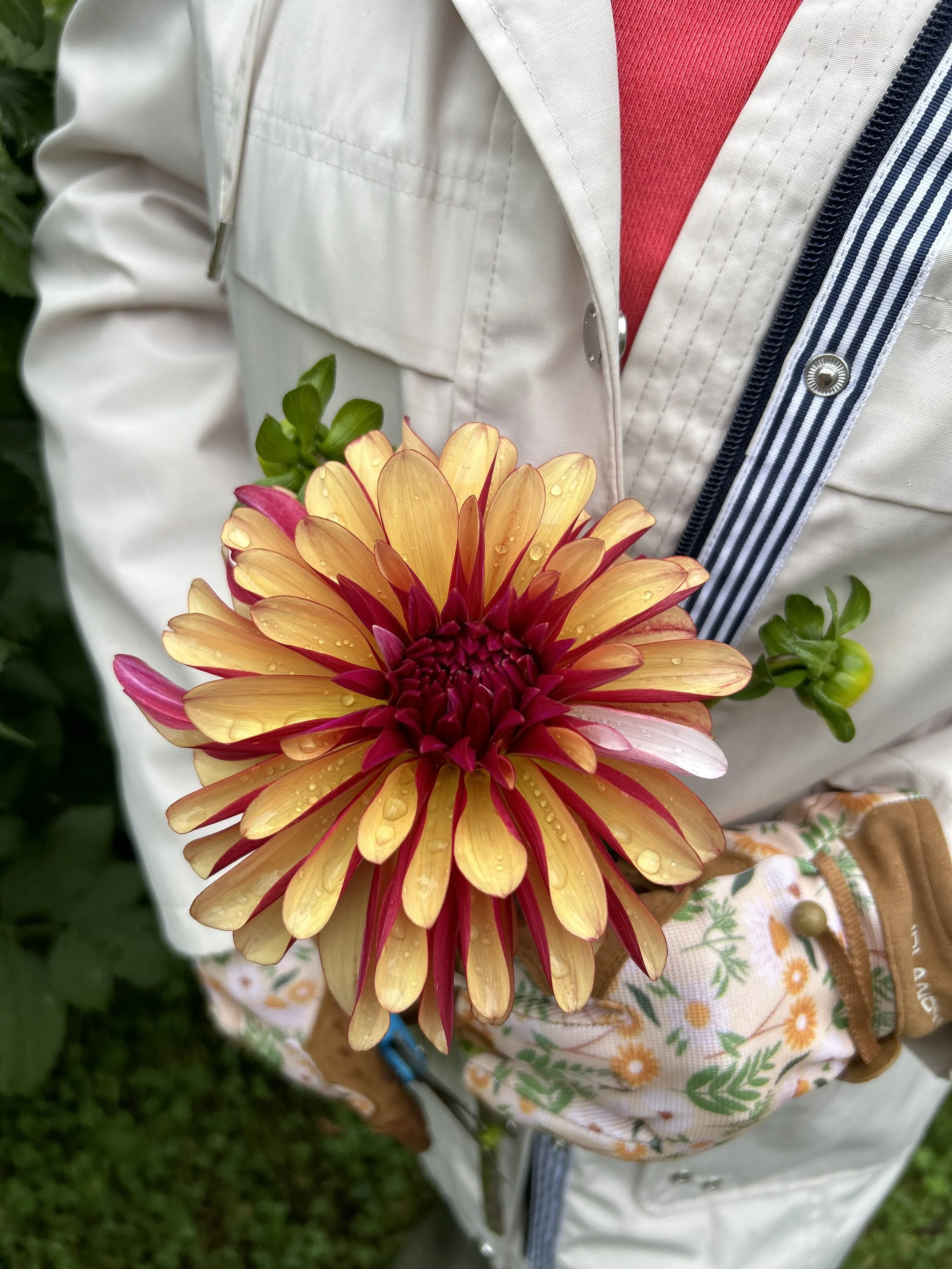 Dahlia 'Gitts Crazy’ tuber by Kvitka Farm
