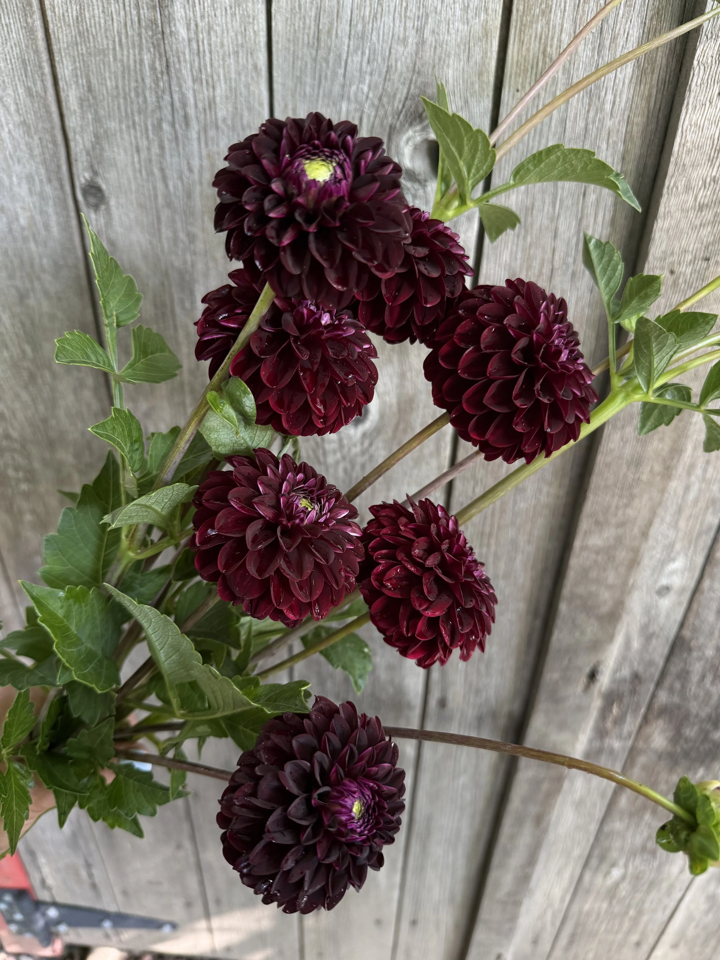 Jowey Mirena dahlia tuber by Kvitka Farm for sale